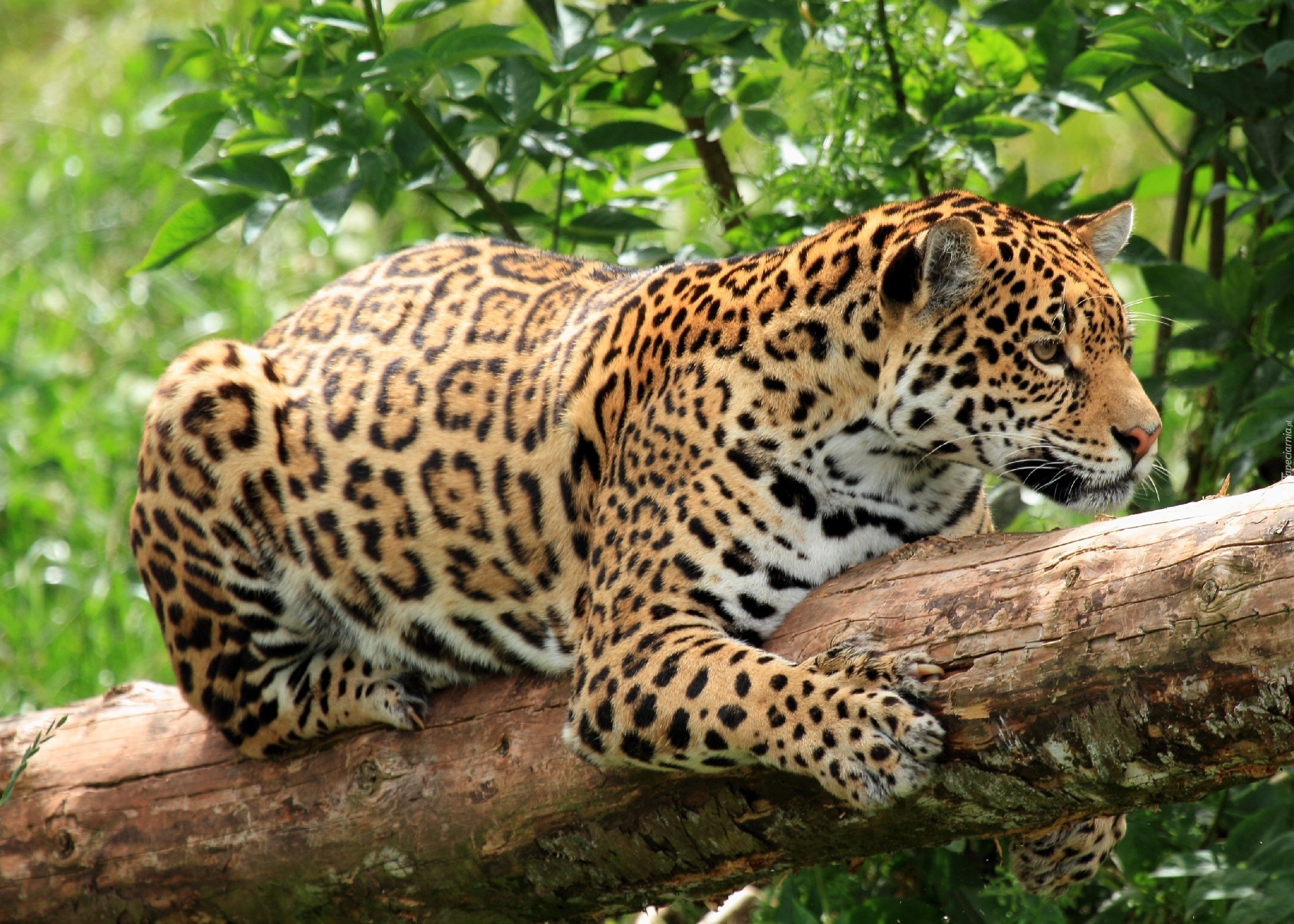 Jaguar amerykański, Drzewo