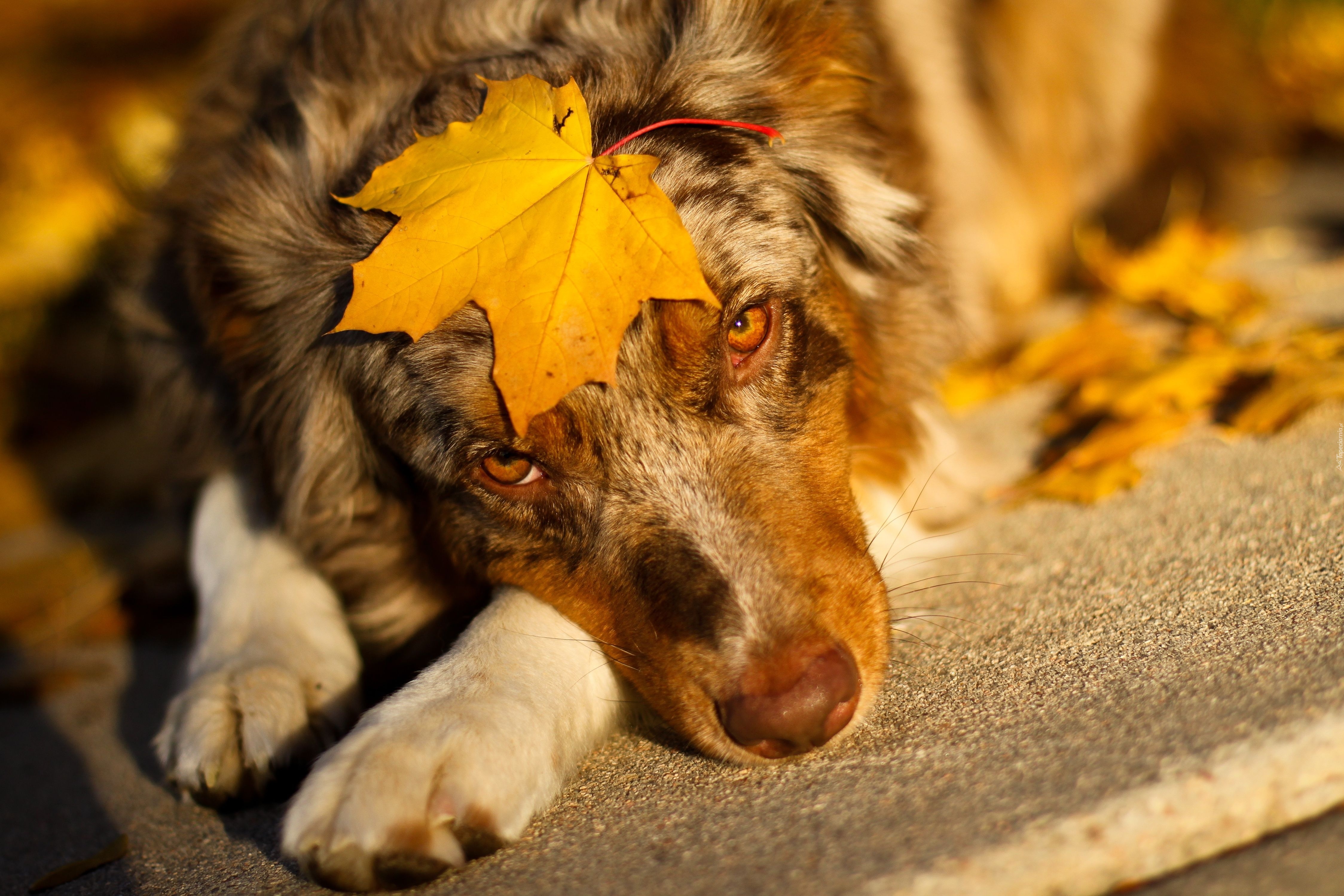 Owczarek australijski, Australian shepherd, Liść