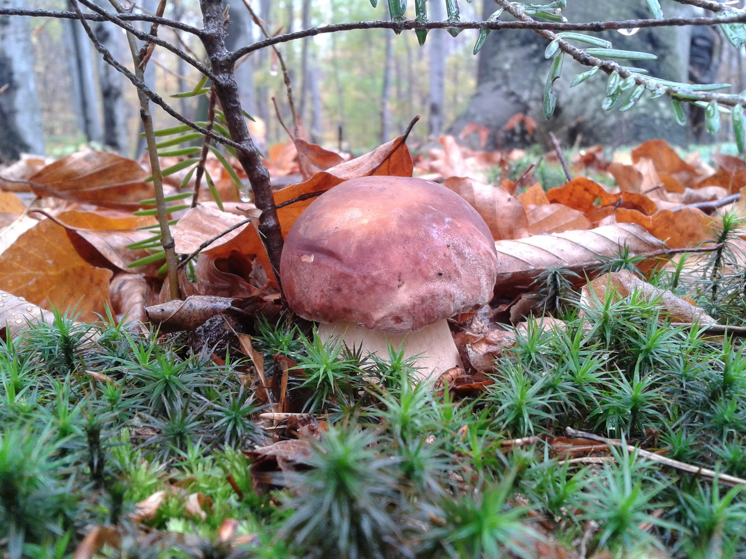 Borowik, Las, Igliwie, Liście
