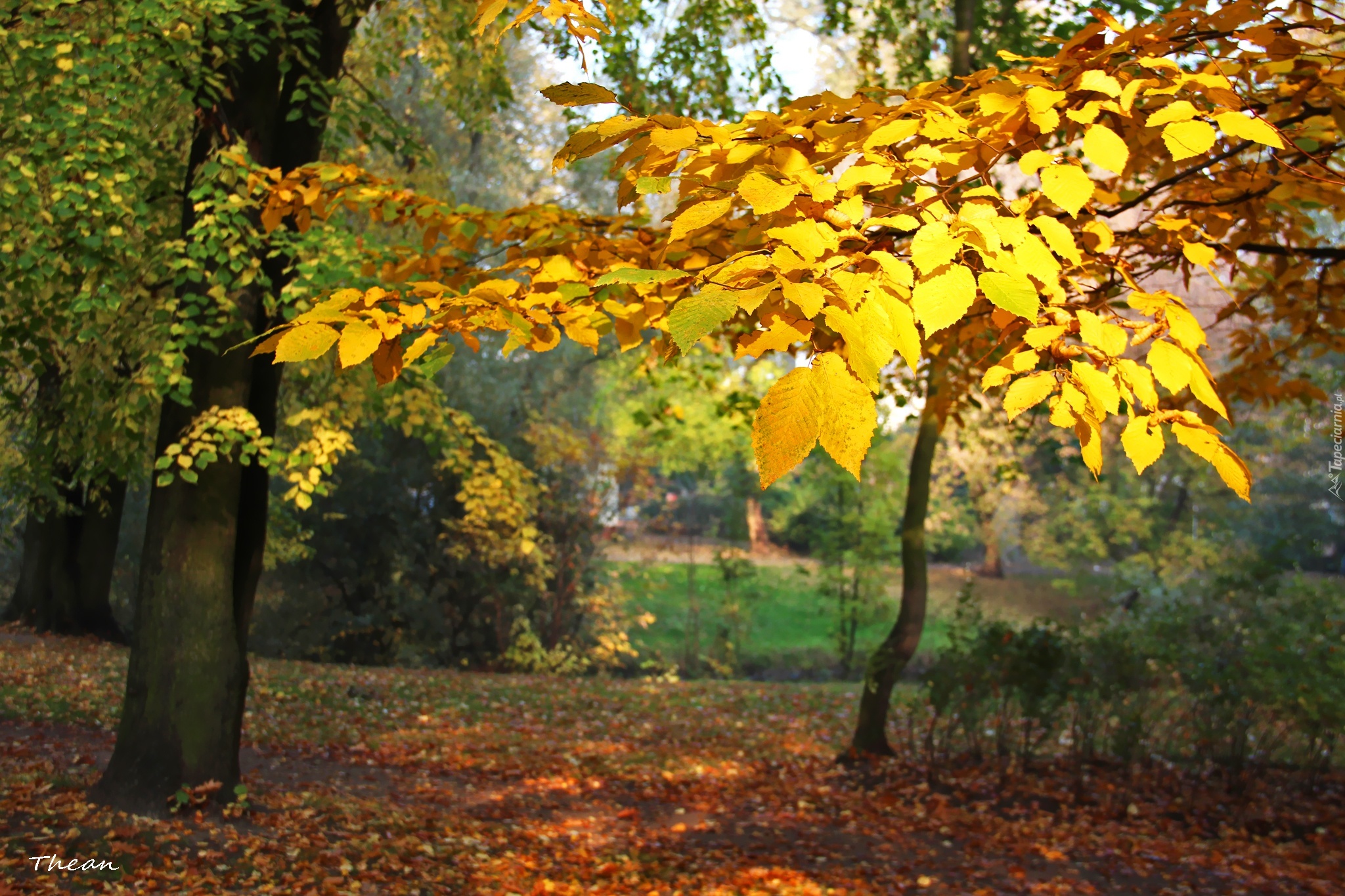 Żółte, Jesienne, Liście, Park