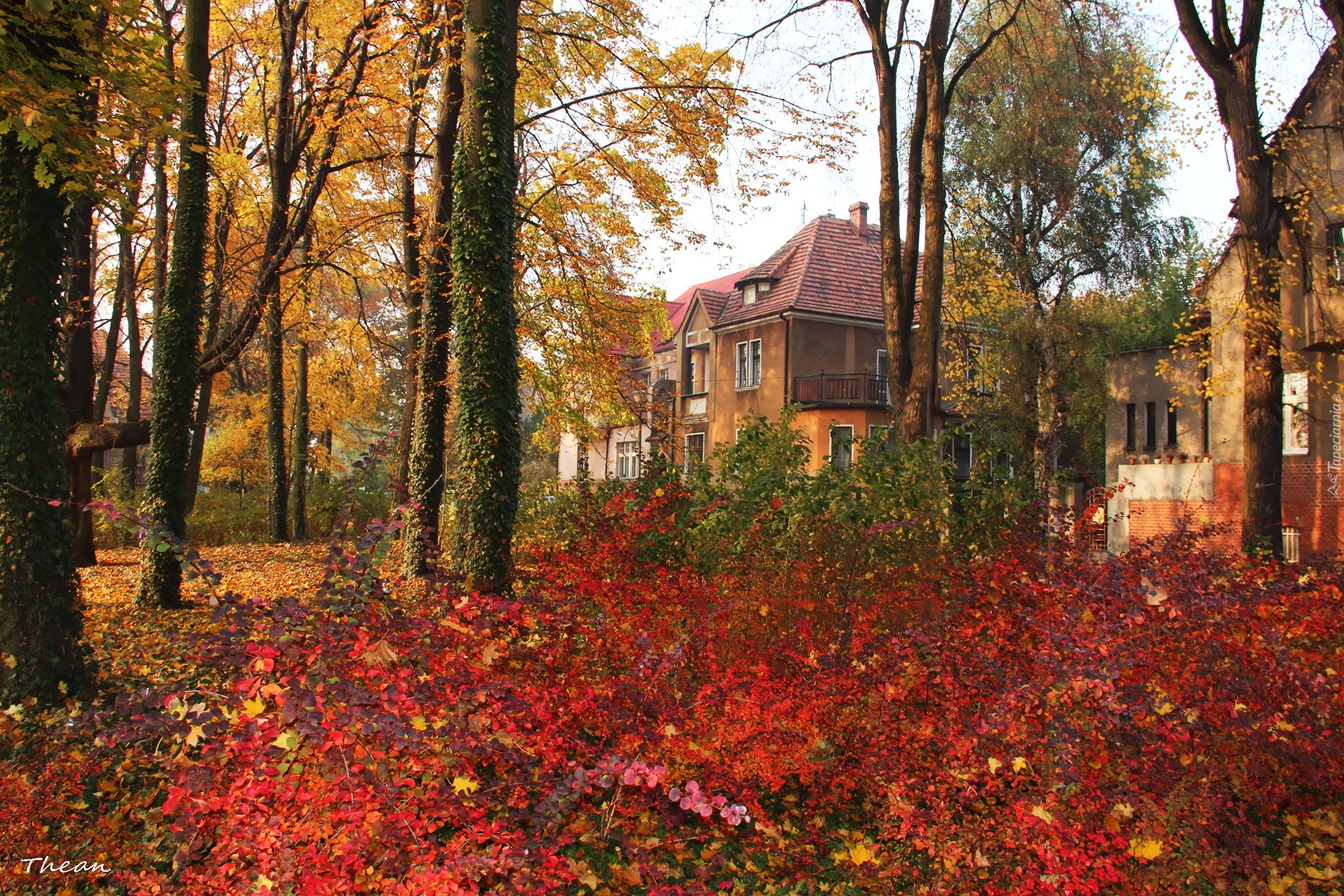 Kolorowe, Jesienne, Liście, Park, Domy