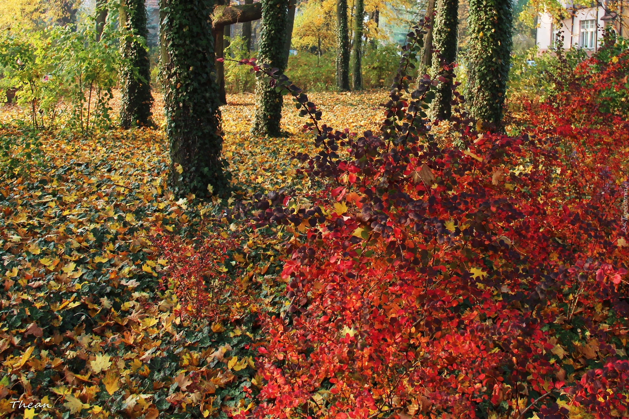 Kolorowe, Jesienne, Liście, Drzewa, Park