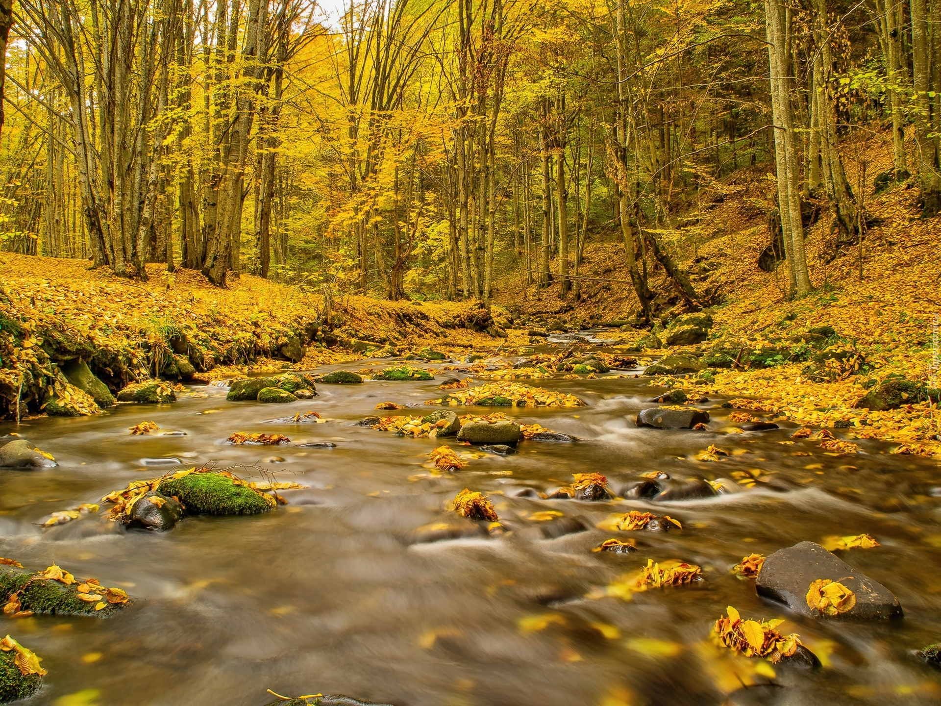 Piękny, Las, Jesienią, Potok