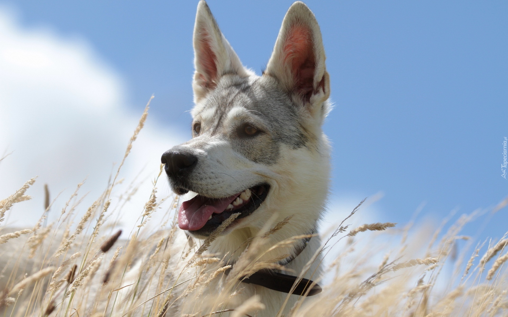 Pies, Husky, Łąka, Trawa