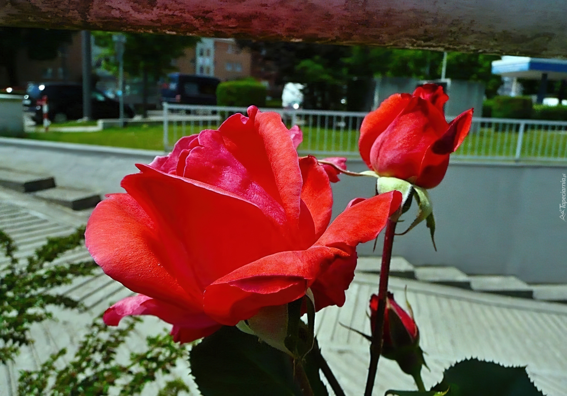 Kwiat, Czerwona, Róża, Ulica