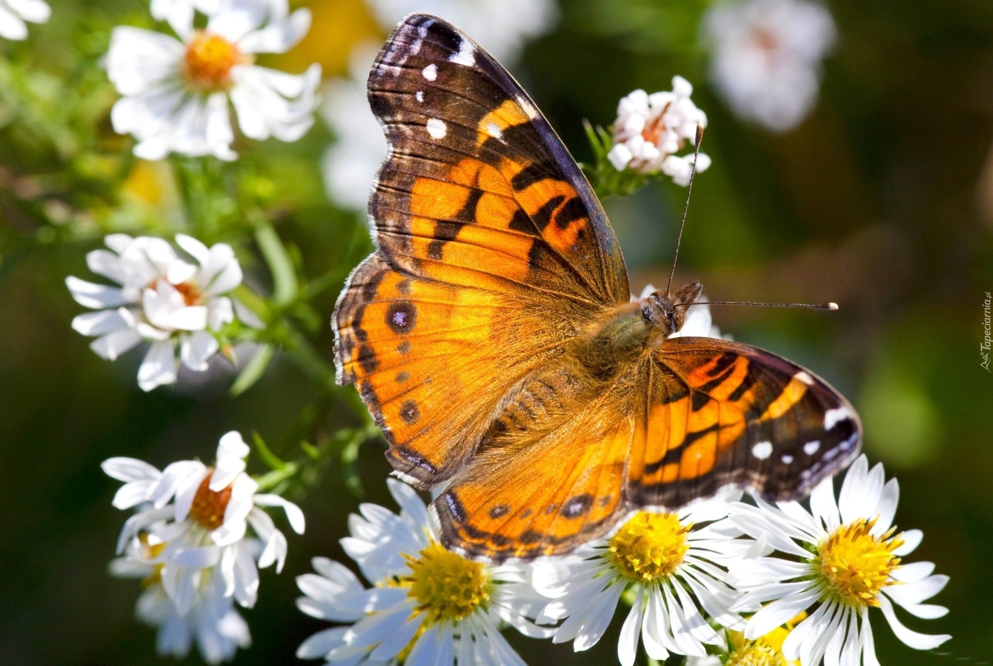 Kolorowy, Motyl, Rumianki