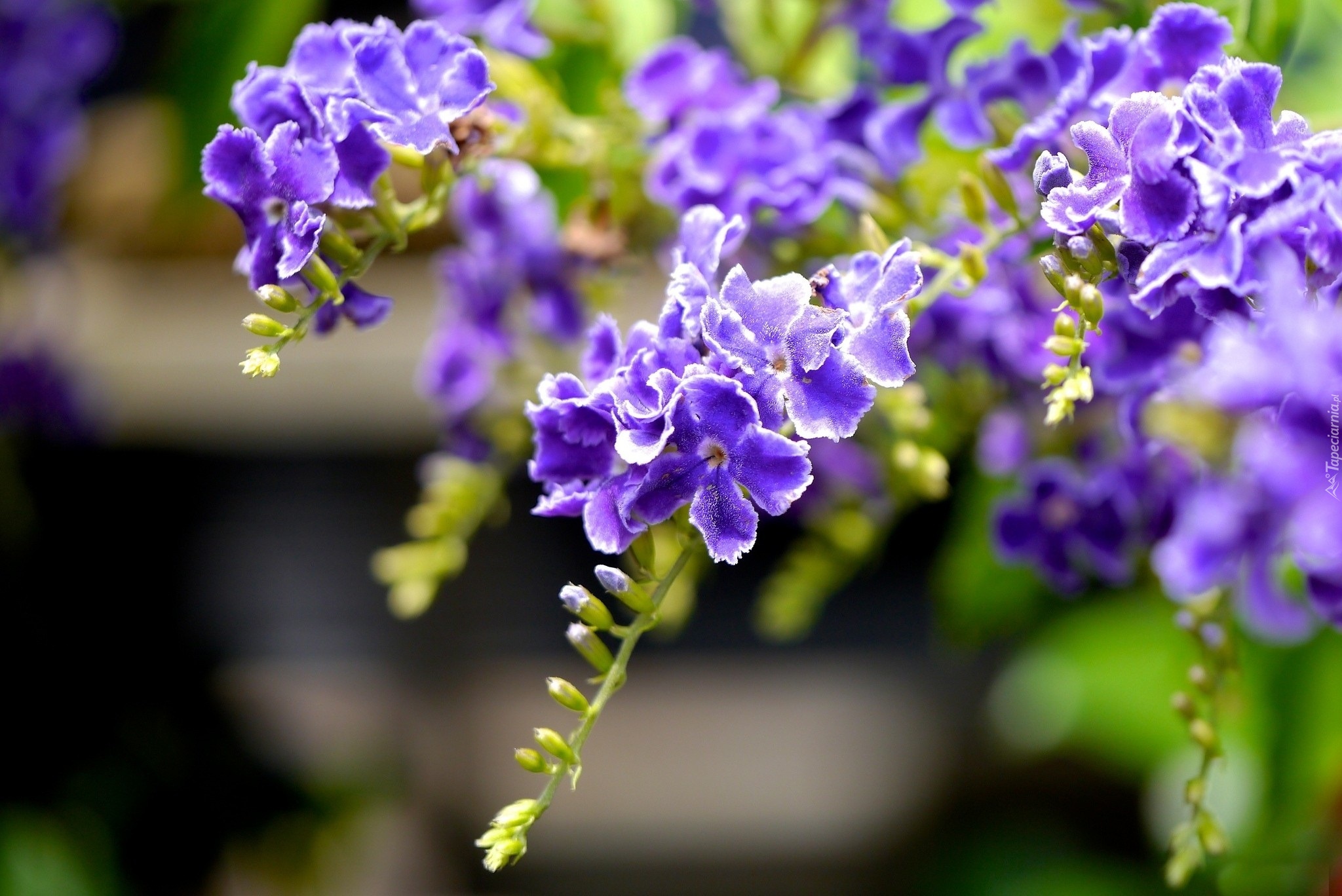 Fioletowe, Kwiaty, Duranta