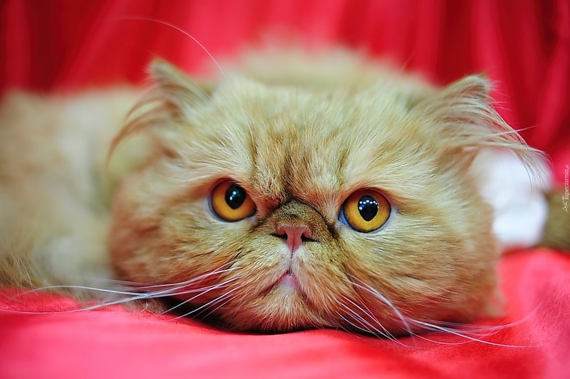 Что такое перс. Персидский кот экзот. Персидская кошка экзот рыжий. Персидский экзот экстремал. Перс экзот экстремал длинношерстный.
