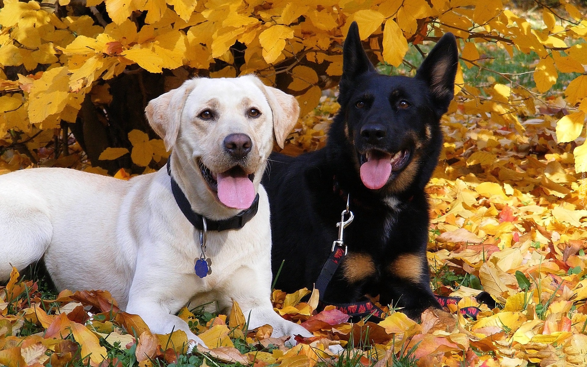 Biały, Labrador, Retriever, Owczarek, Niemiecki