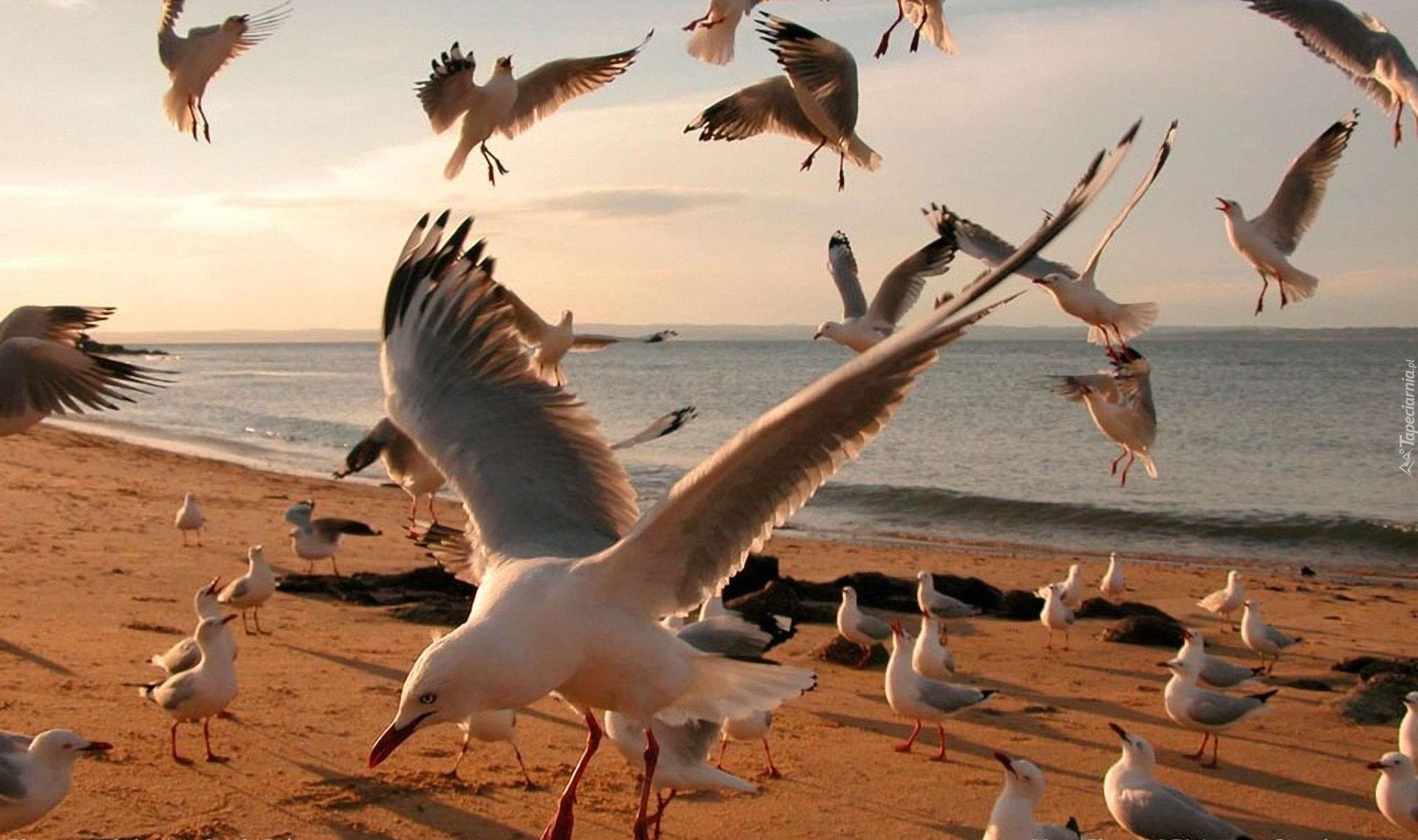 Mewy, Plaża
