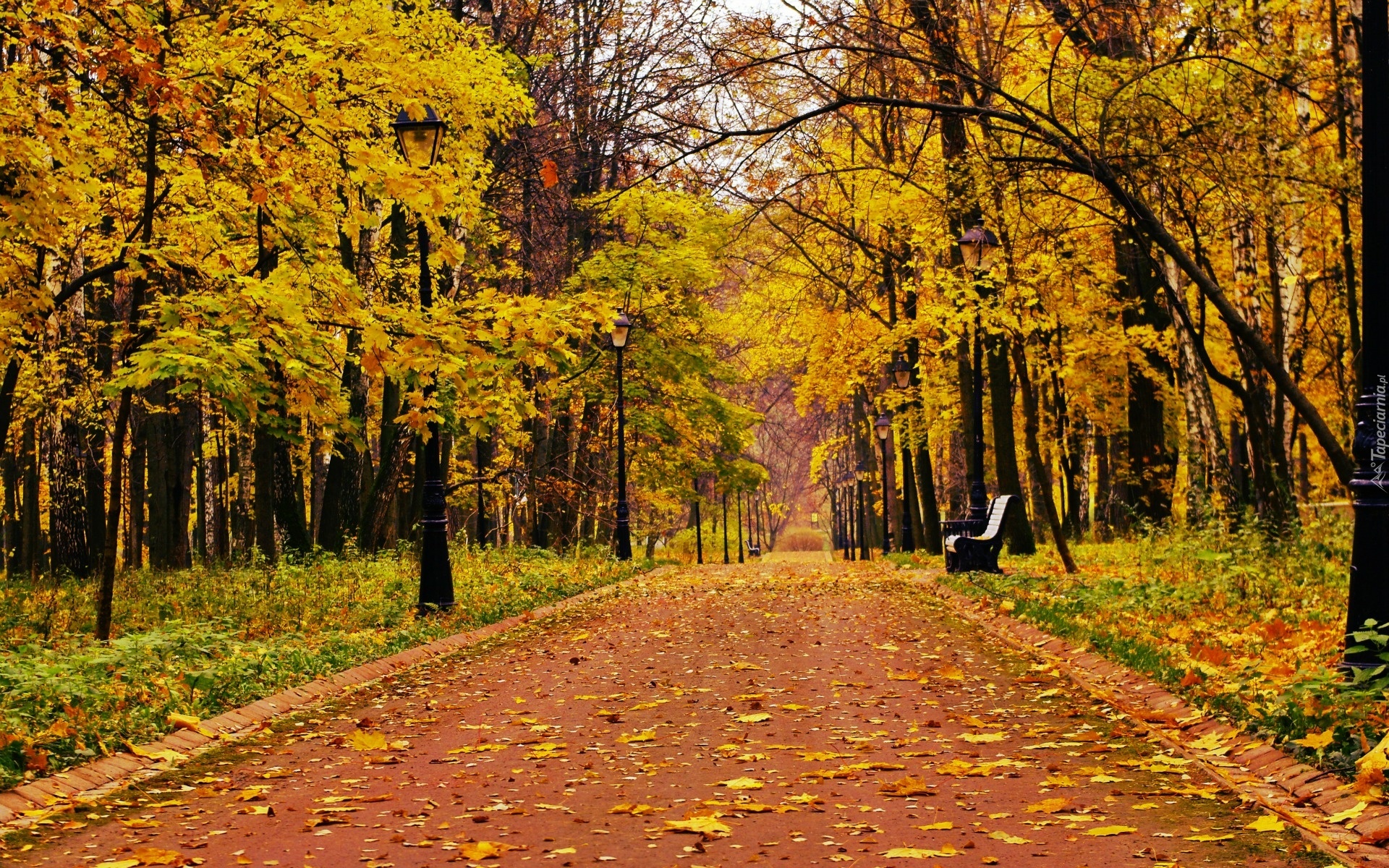 Park, Drzewa, Liście, Ławka, Jesień