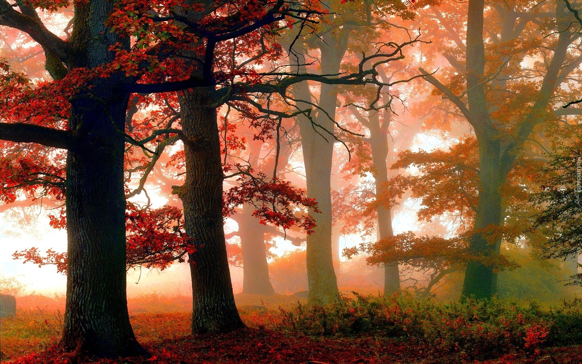 Jesień, Drzewa, Czerwone, Liście, Mgła