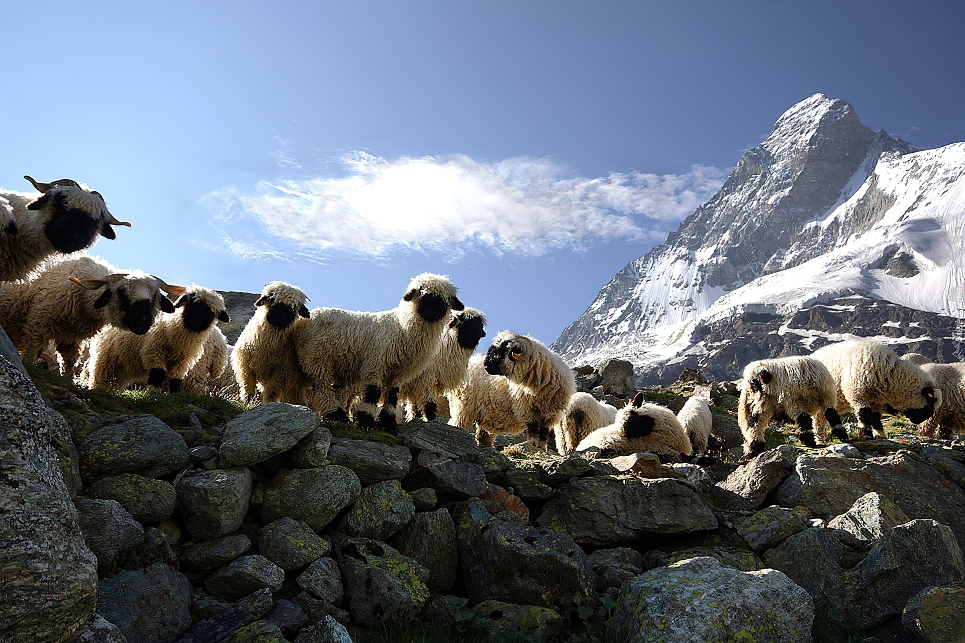 Owce, Kamienie, Góry