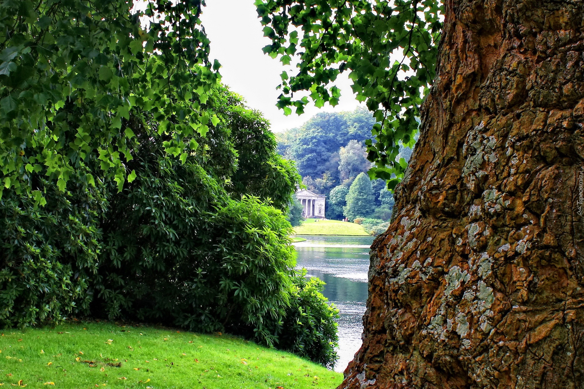 Pień, Drzewa, Staw, Park