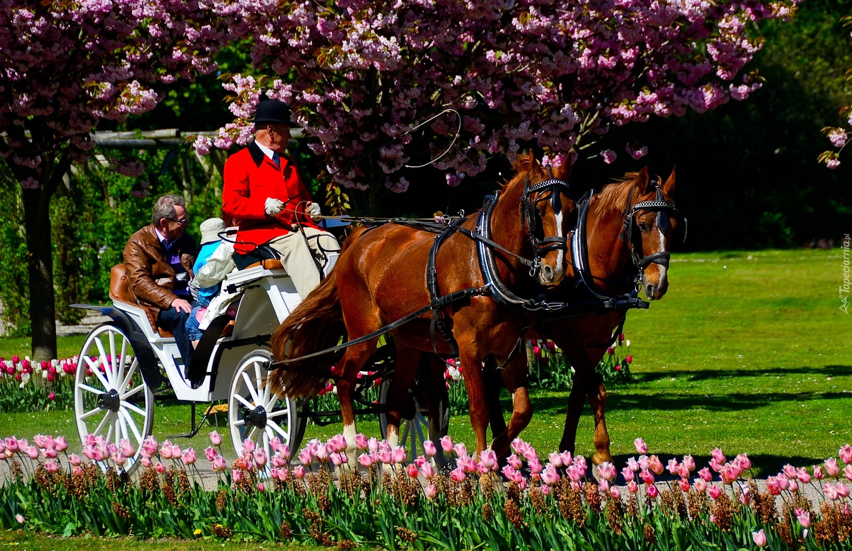 Park, Konie, Bryczka, Tulipany