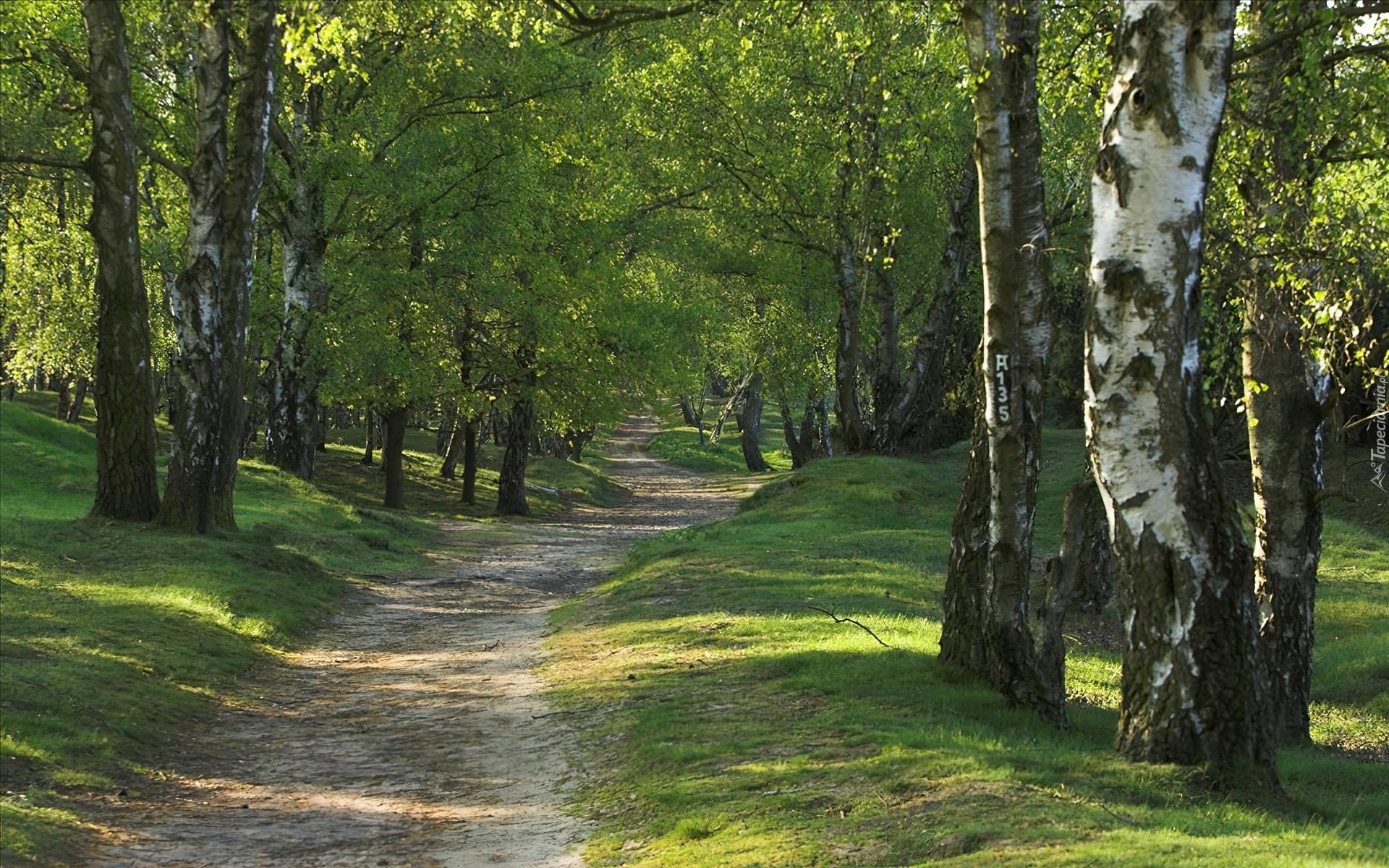 Las, Brzozy, Ścieżka