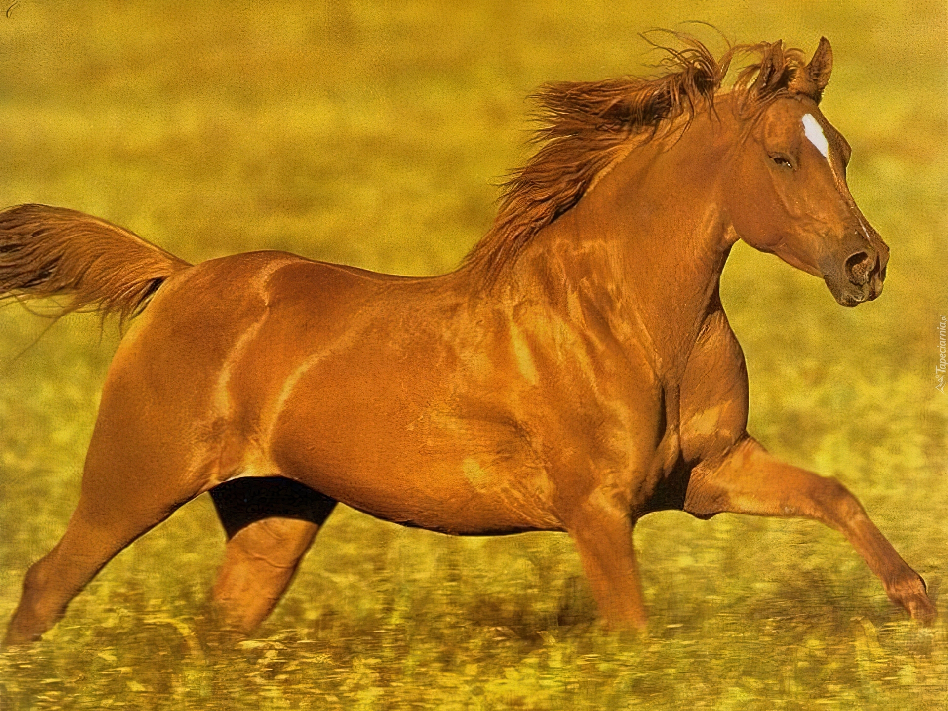 Kasztanowy, Konik, Łąka, Galop