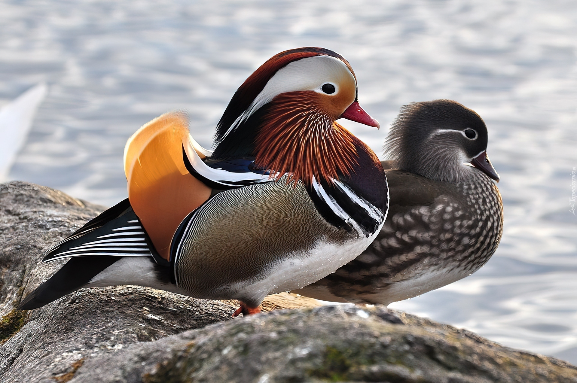 Dwie, Kaczki, Mandarin, Skała