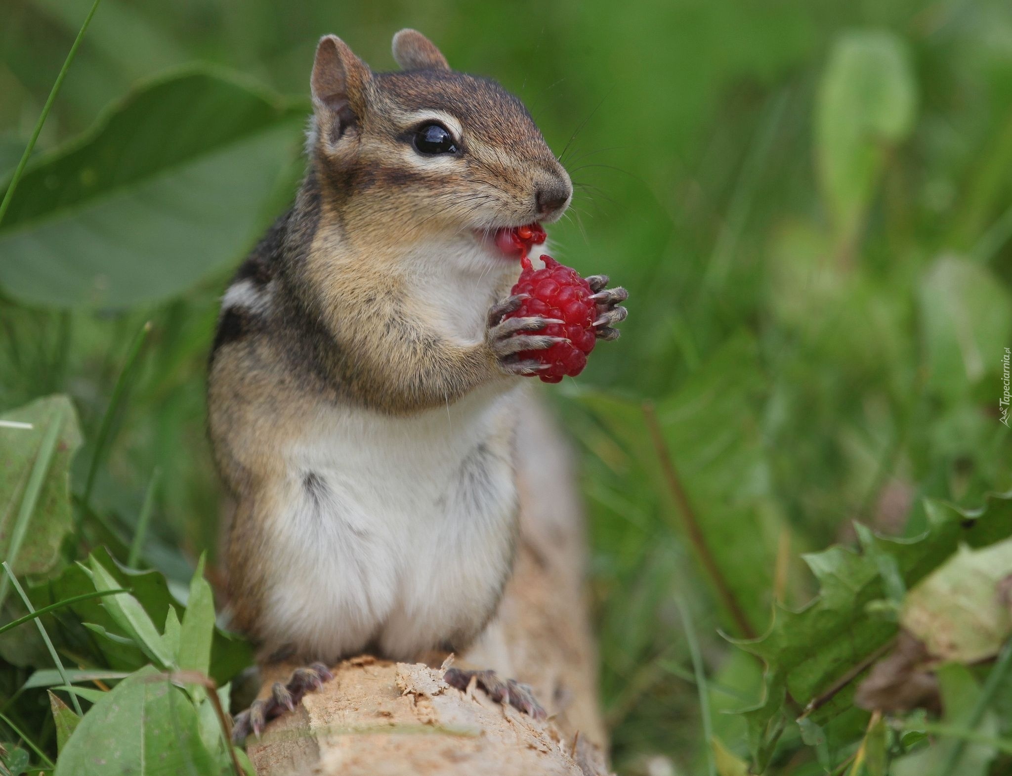 Chipmunk, Malinka