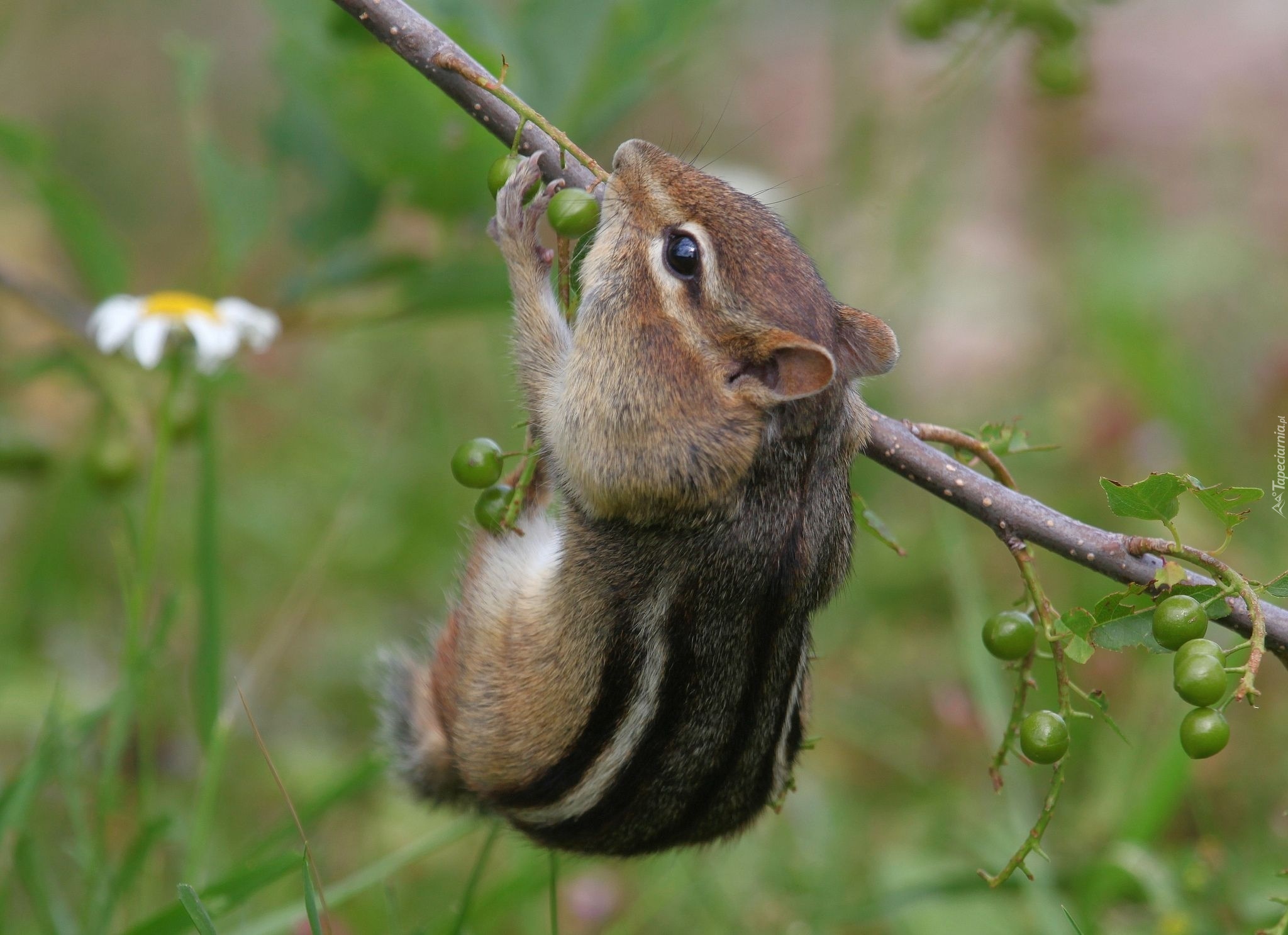 Chipmunk, Gałązka, Jedzonko