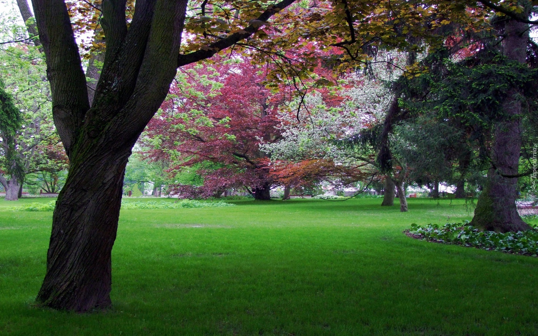 Park, Kolorowe, Drzewa