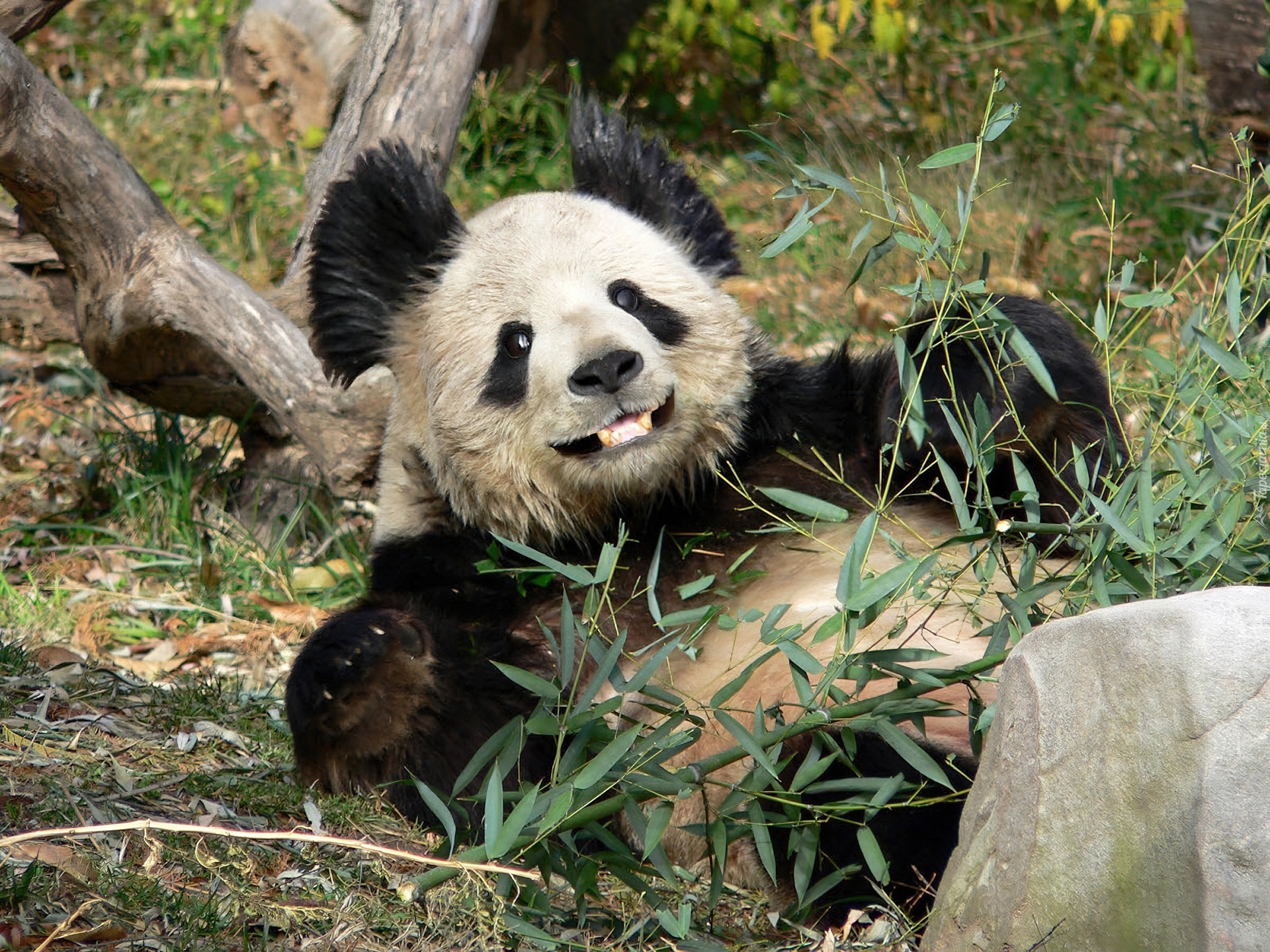 Miś, Panda, Bambus