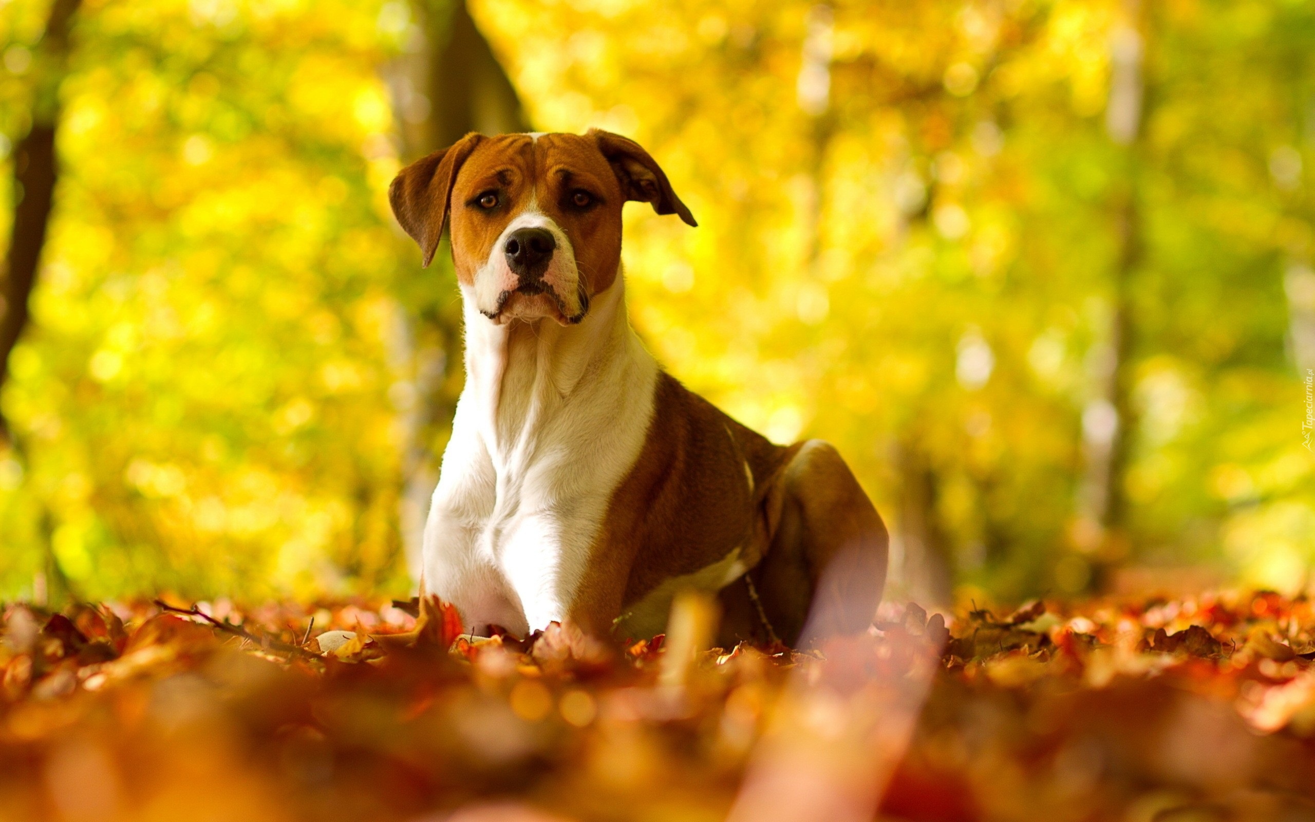 Pit Bull Terrier, Jesienne, Liście