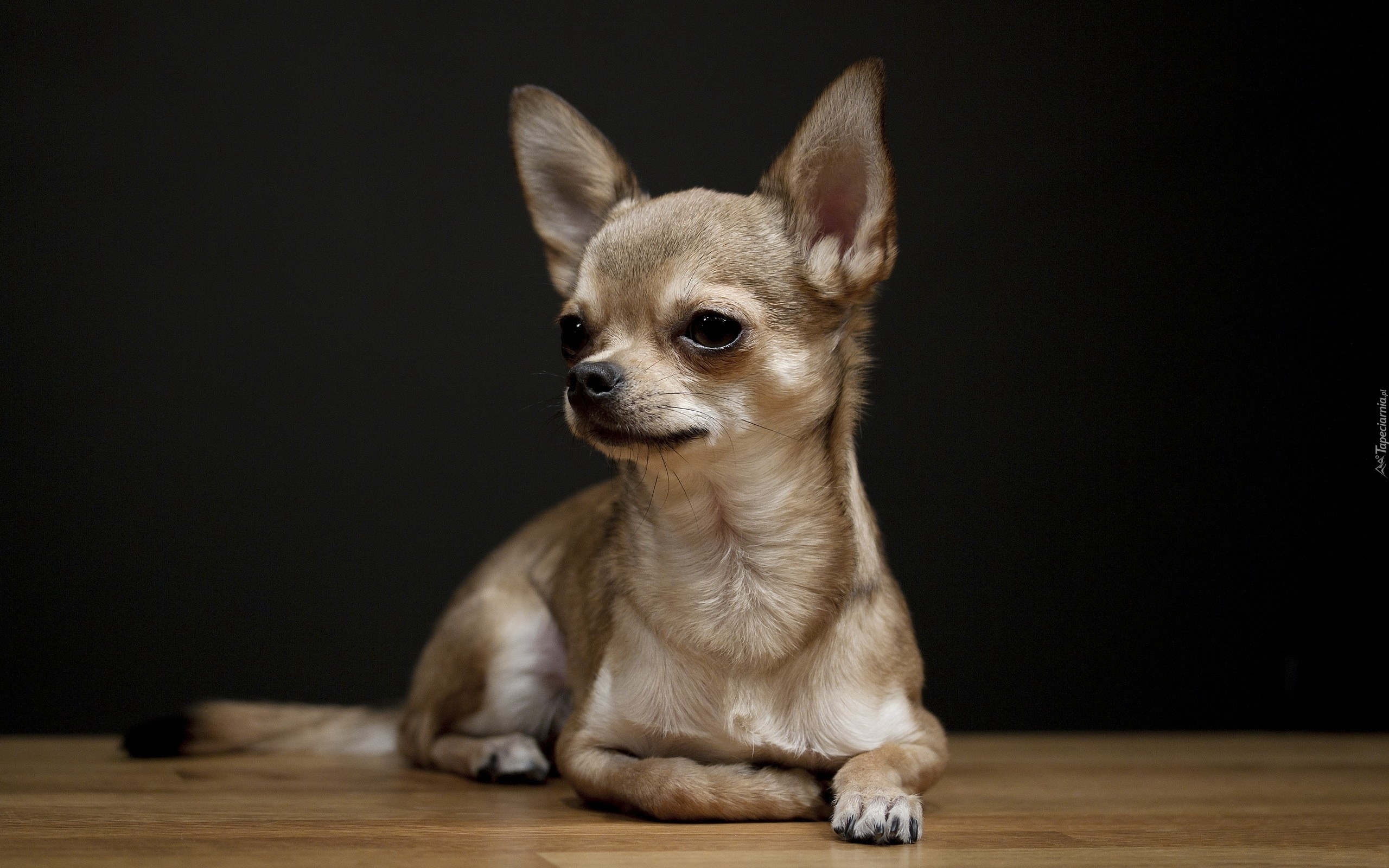 Chihuahua, Beżowej, Maści