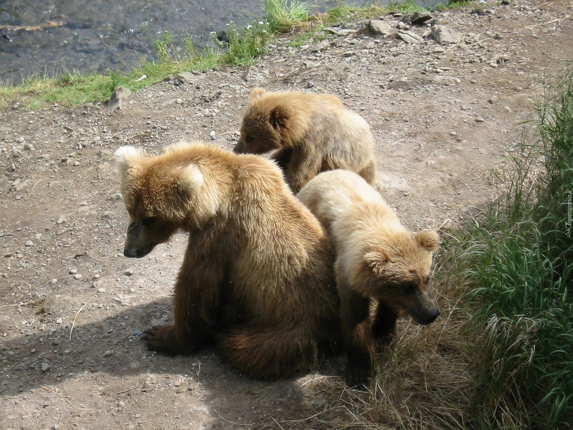 Trzy, Niedźwiadki, Brnatne