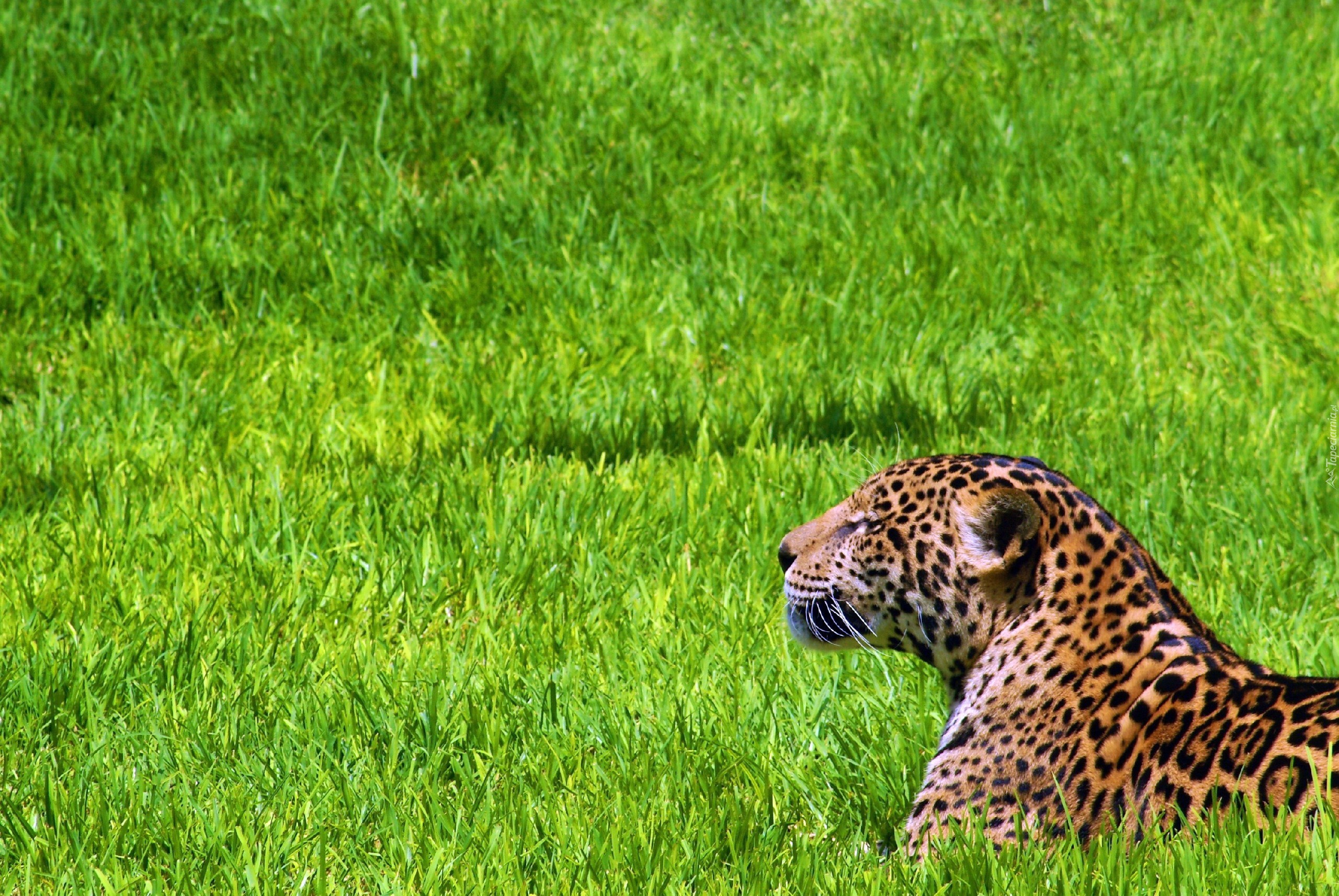 Odpoczywajacy, Jaguar, Trawa