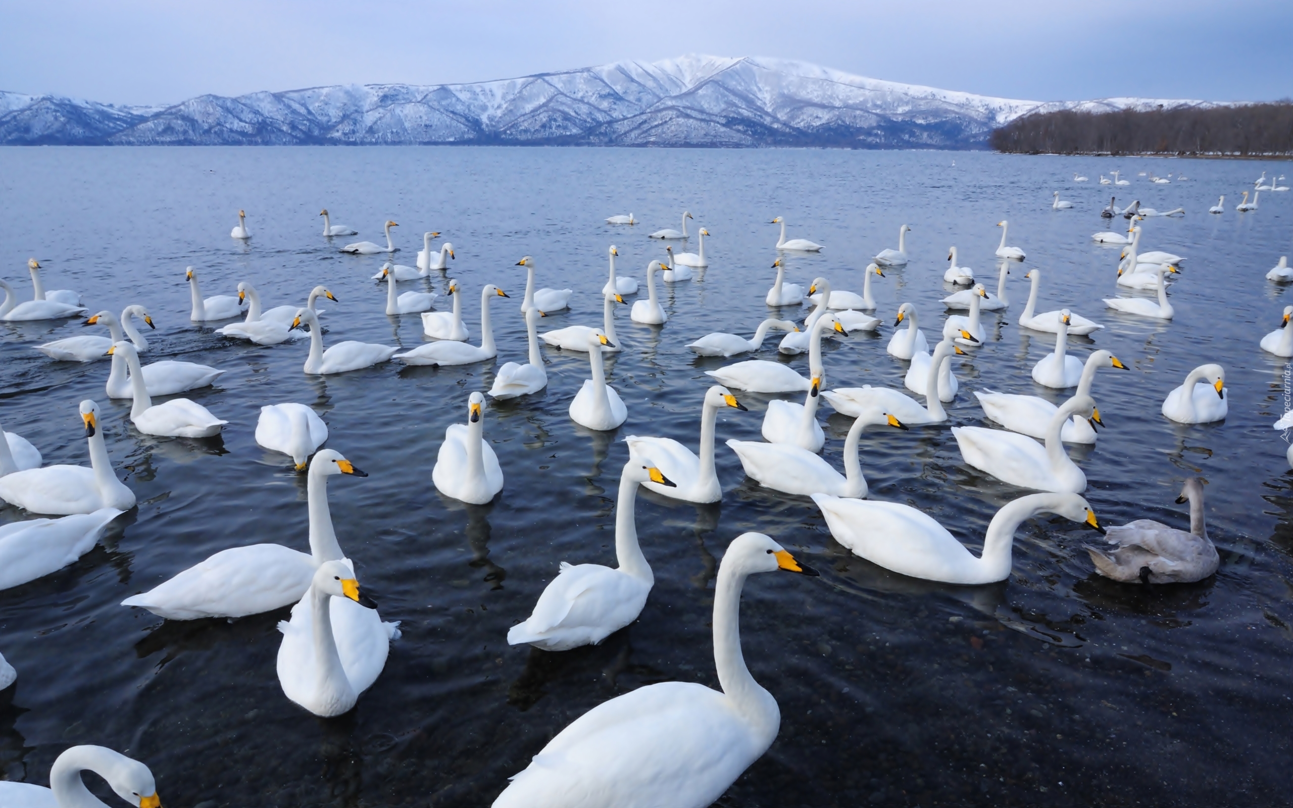 Jezioro, Łabędzie