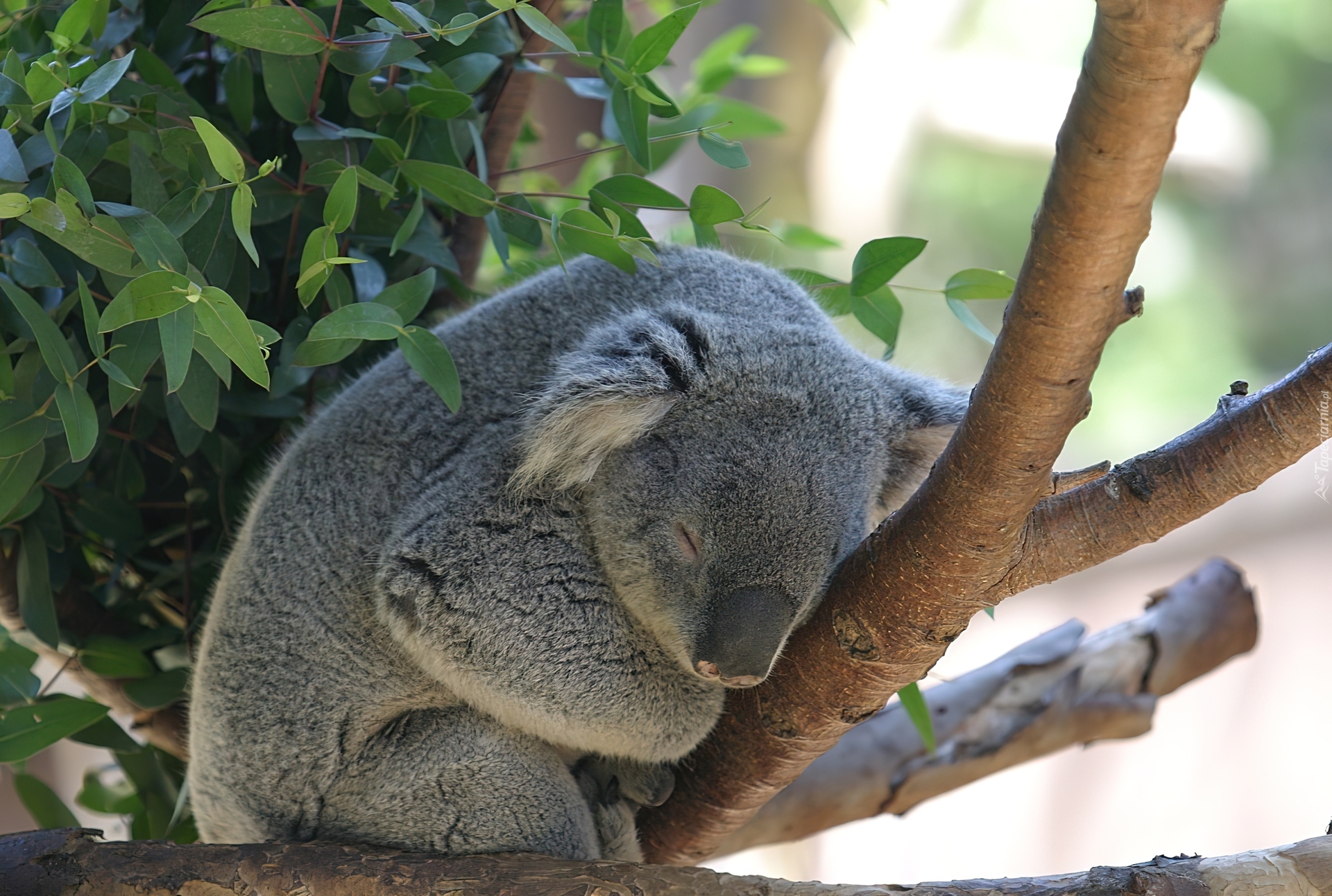 Koala, Gałąź, Liście