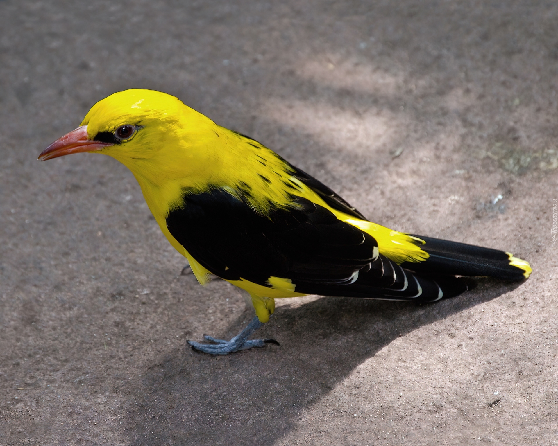 Желтая птица с черными крыльями. Африканская золотистая Иволга. Желтая с черным птица Иволга. Иволга щегол. Птица Yellow Rumped Warbler.