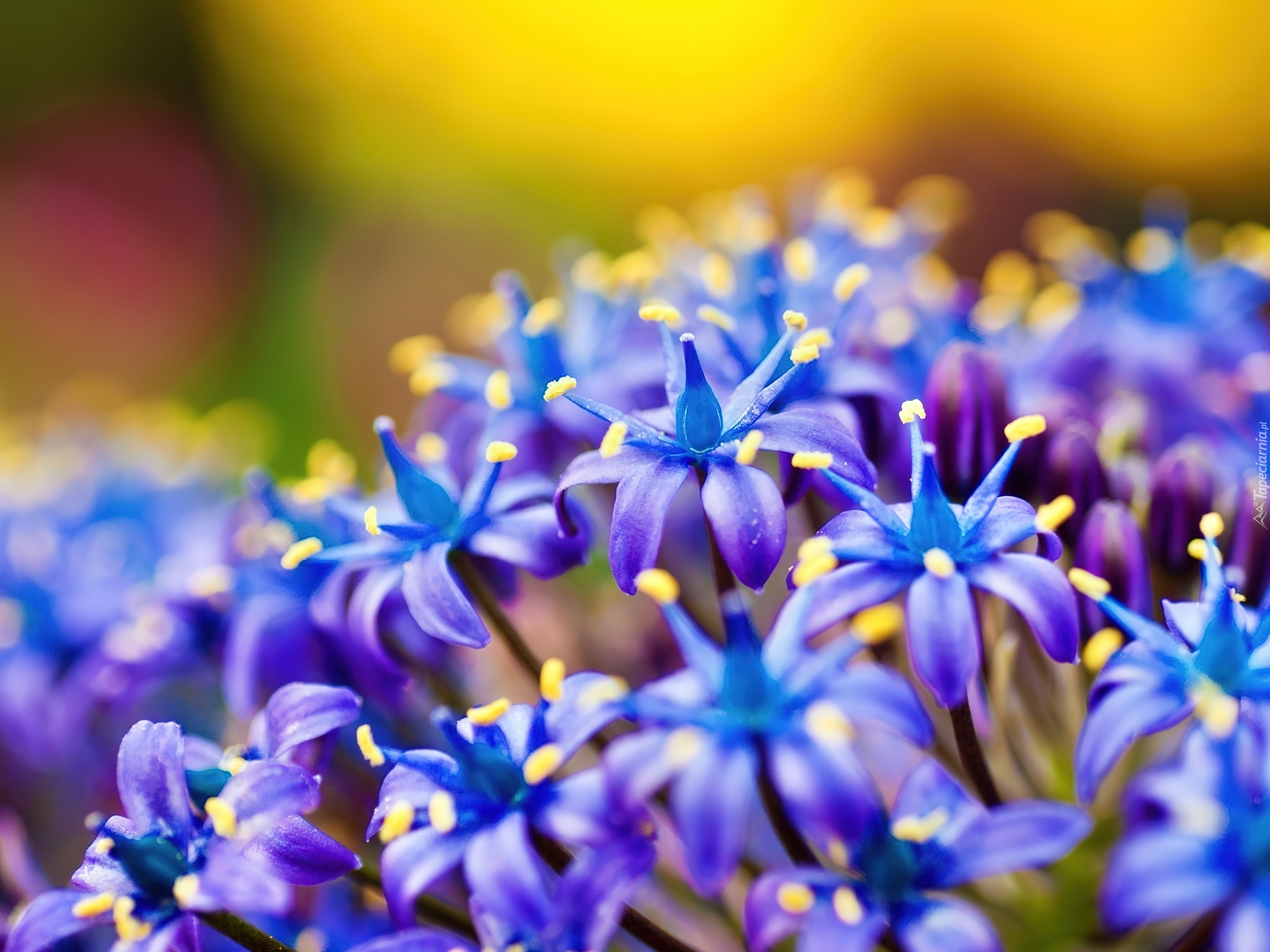 Delikatne, Niebieskie, Kwiatuszki