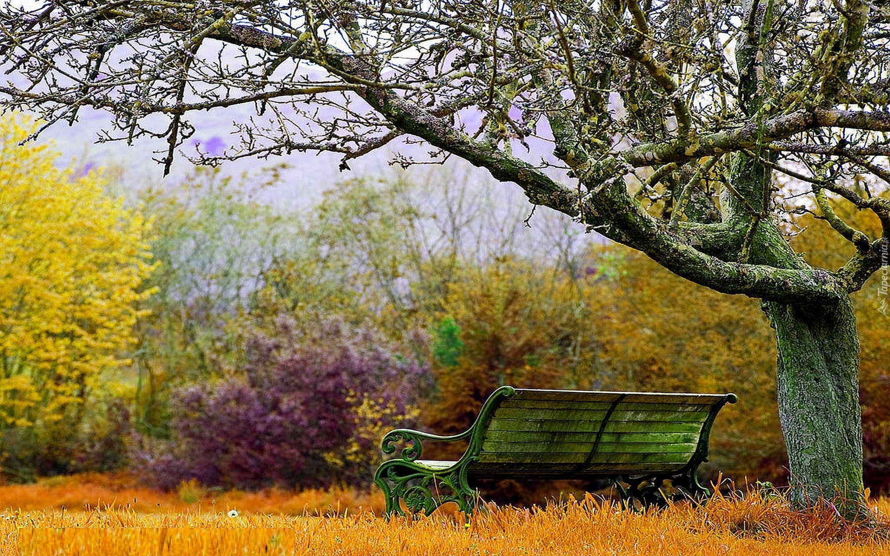 Park, Drzewo, Ławka