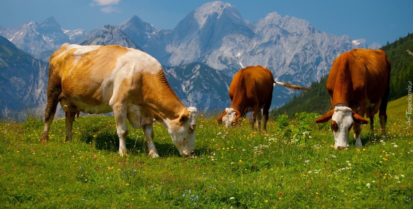 Krowy, Góry, Alpy, Trawa