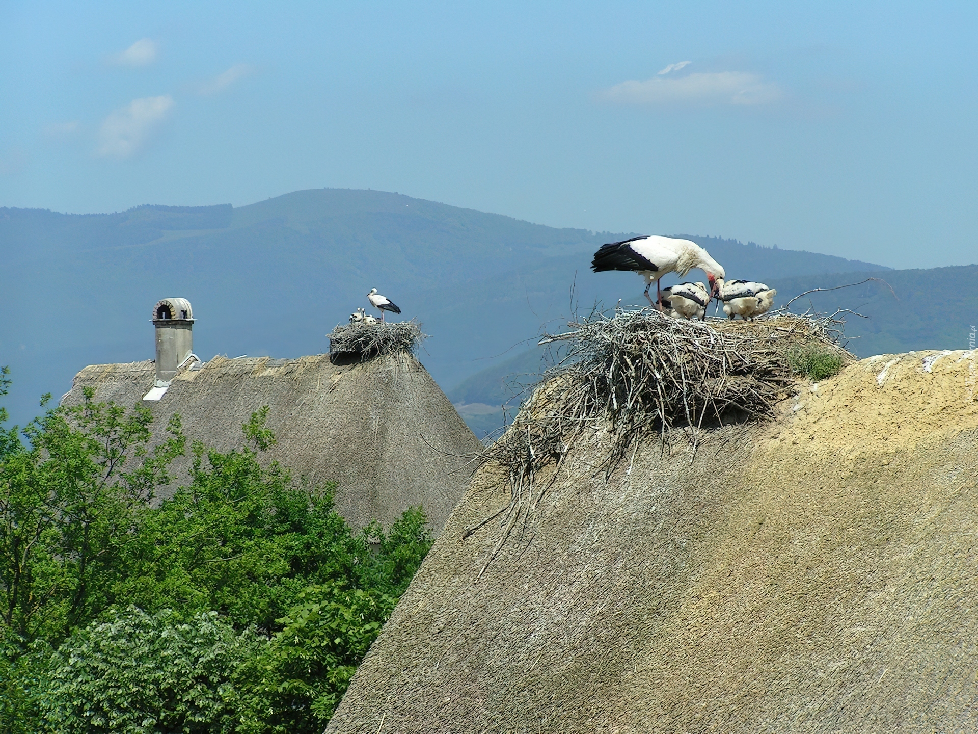 Dachy, Domów, Gniazda, Bociany