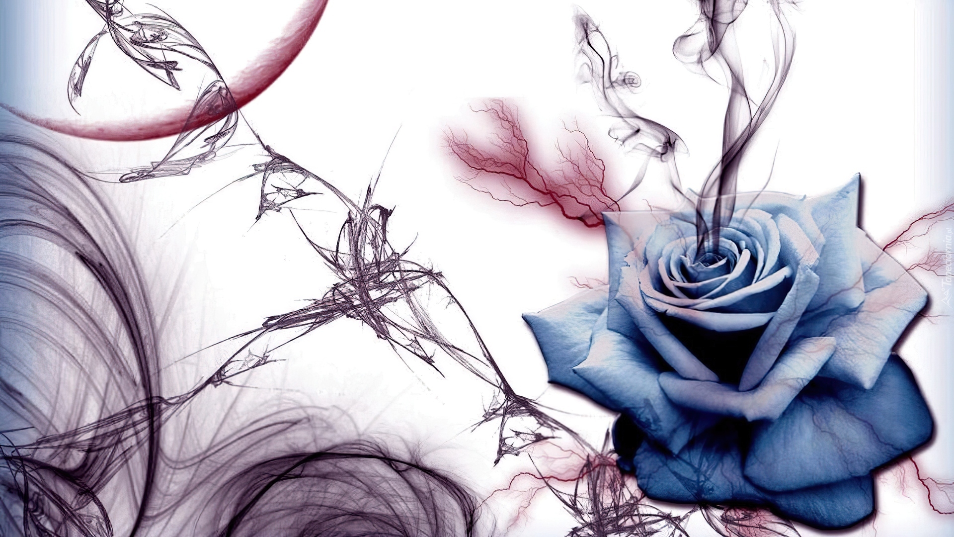 Kwiat, Niebieska, Róża