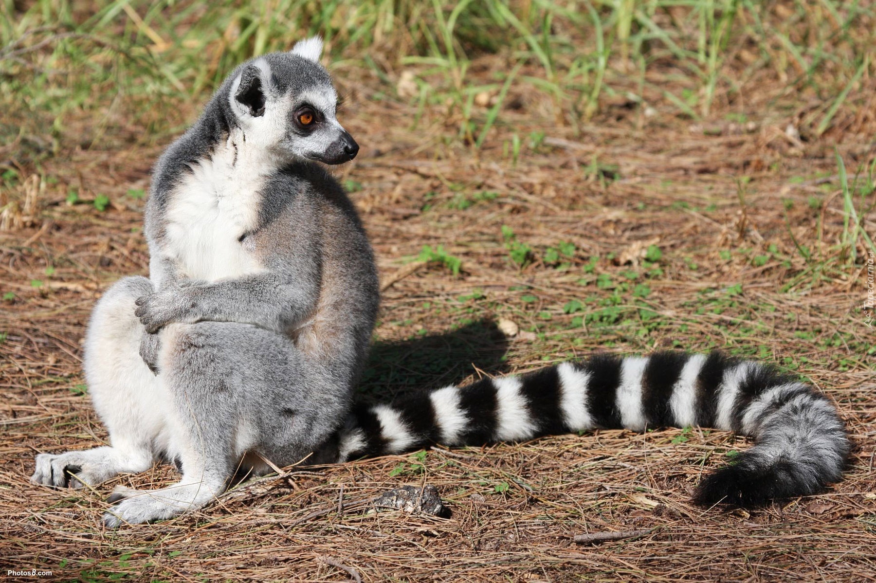 Lemur, Piękny, Ogon