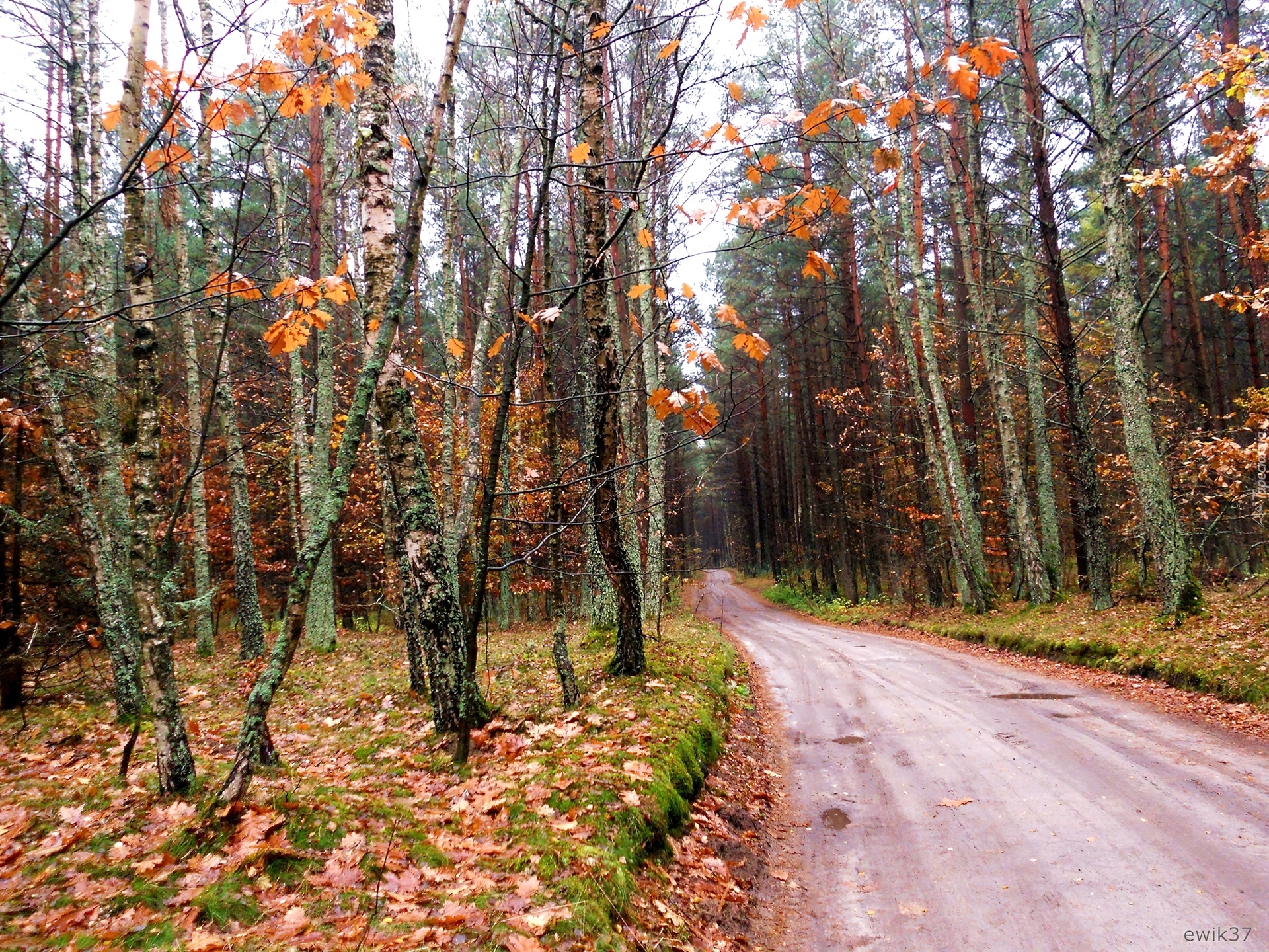 Jesień, Droga, Las, Brazowe, Liście