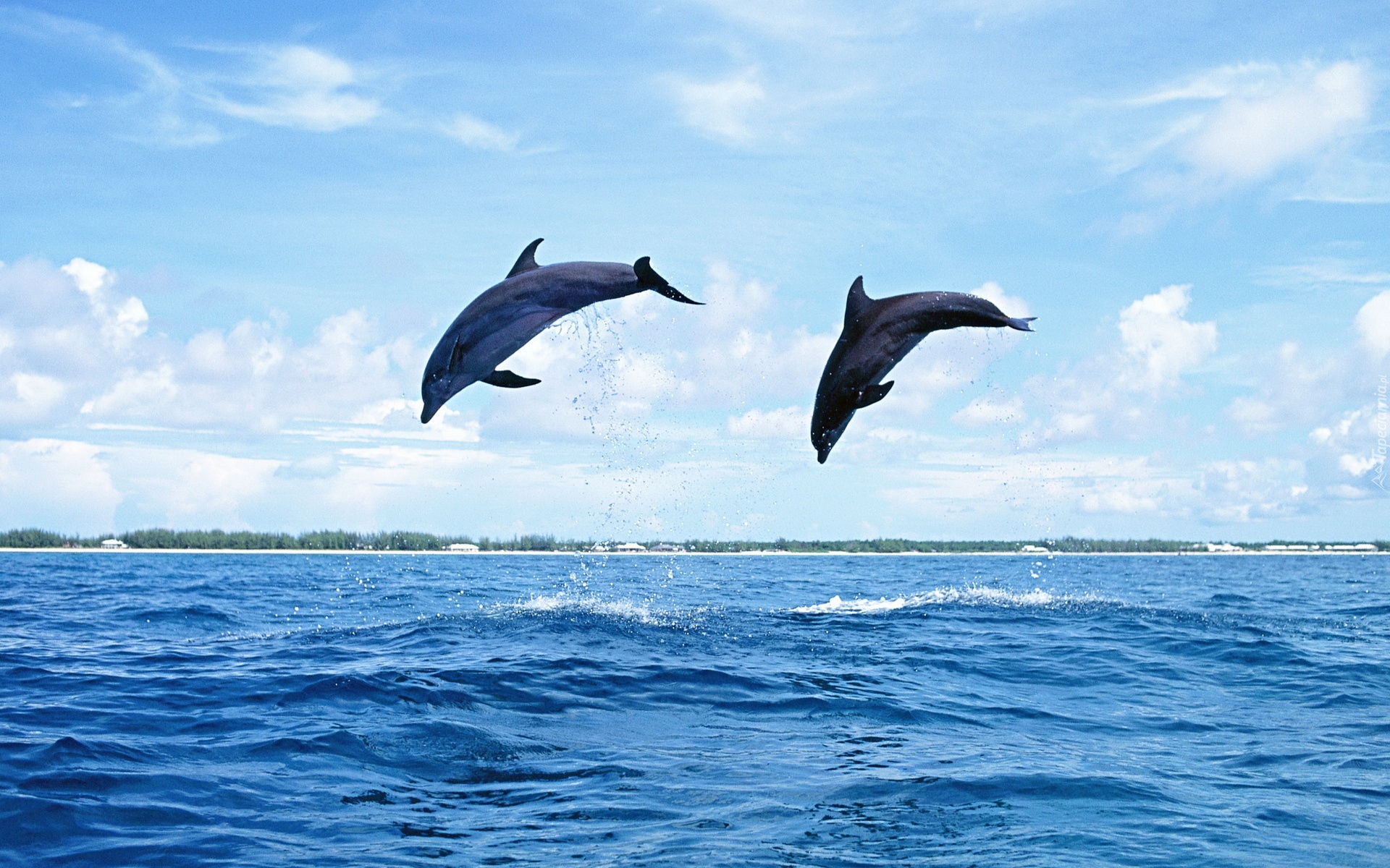 Dwa, Delfiny, Morze