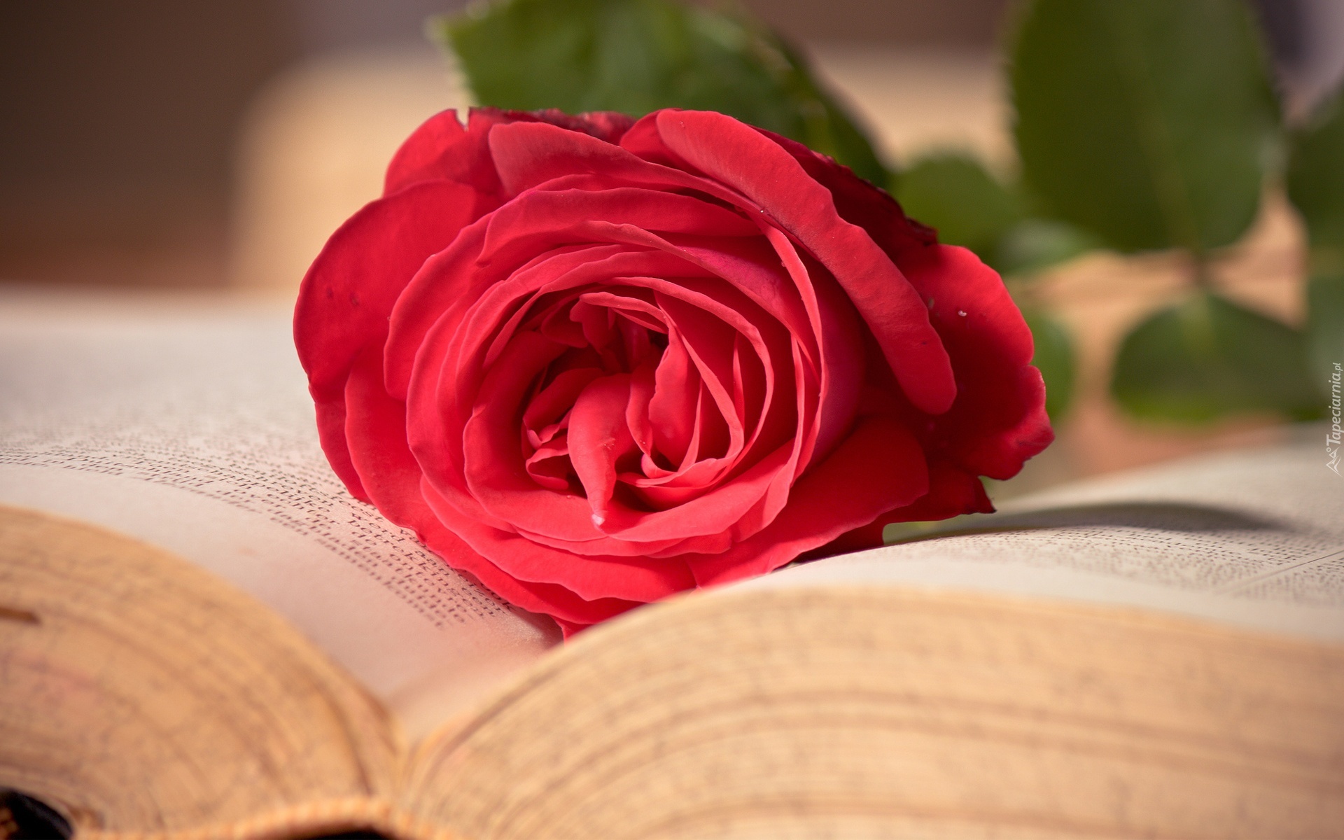 Książka, Czerwona, Róża