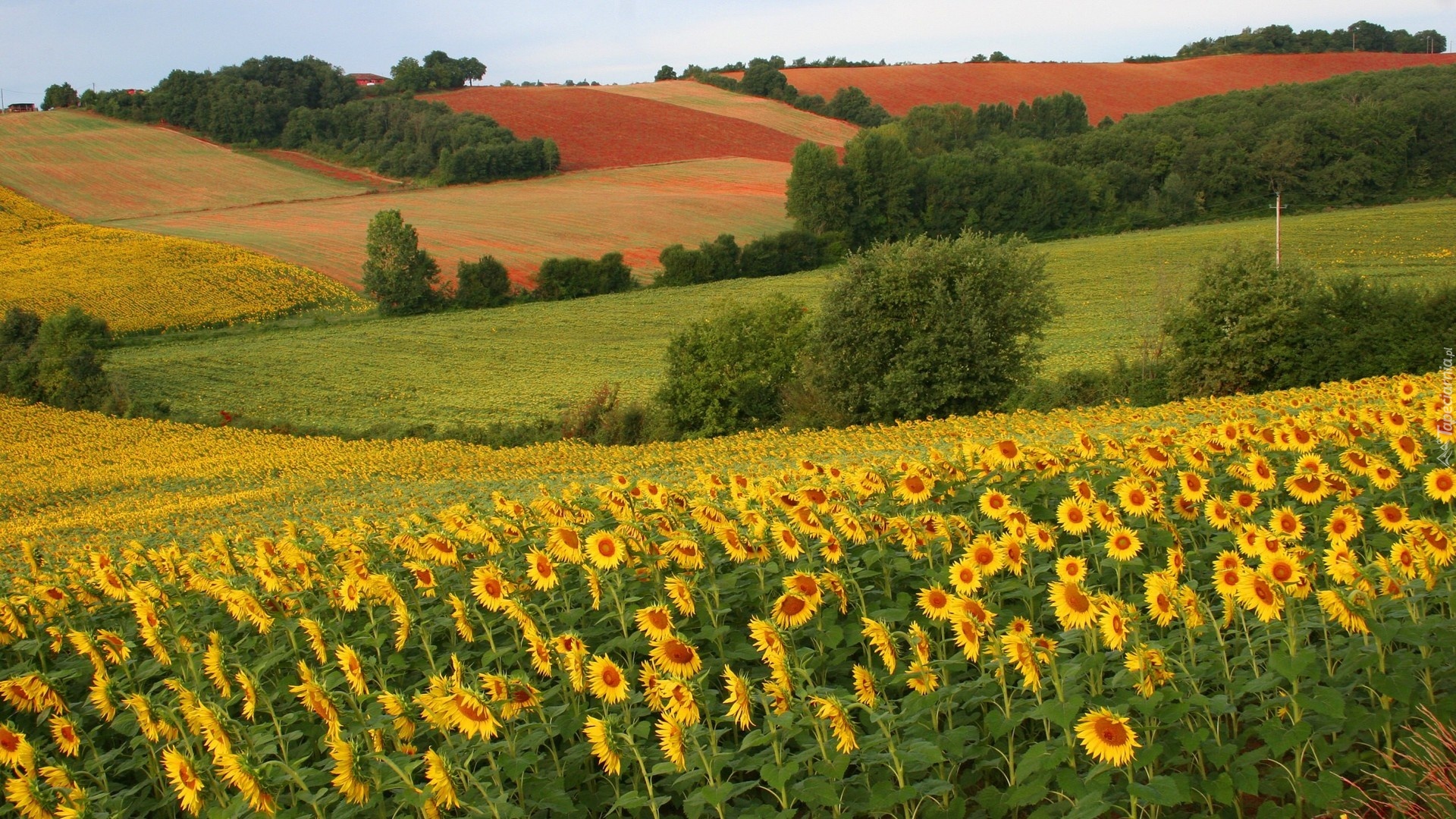 Słoneczniki, Pola, Drzewa