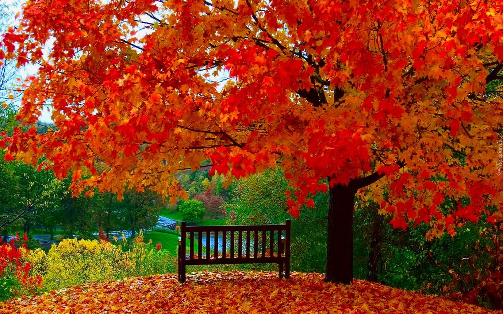 Drzewo, Kolorowe, Liście, Ławka, Jesień