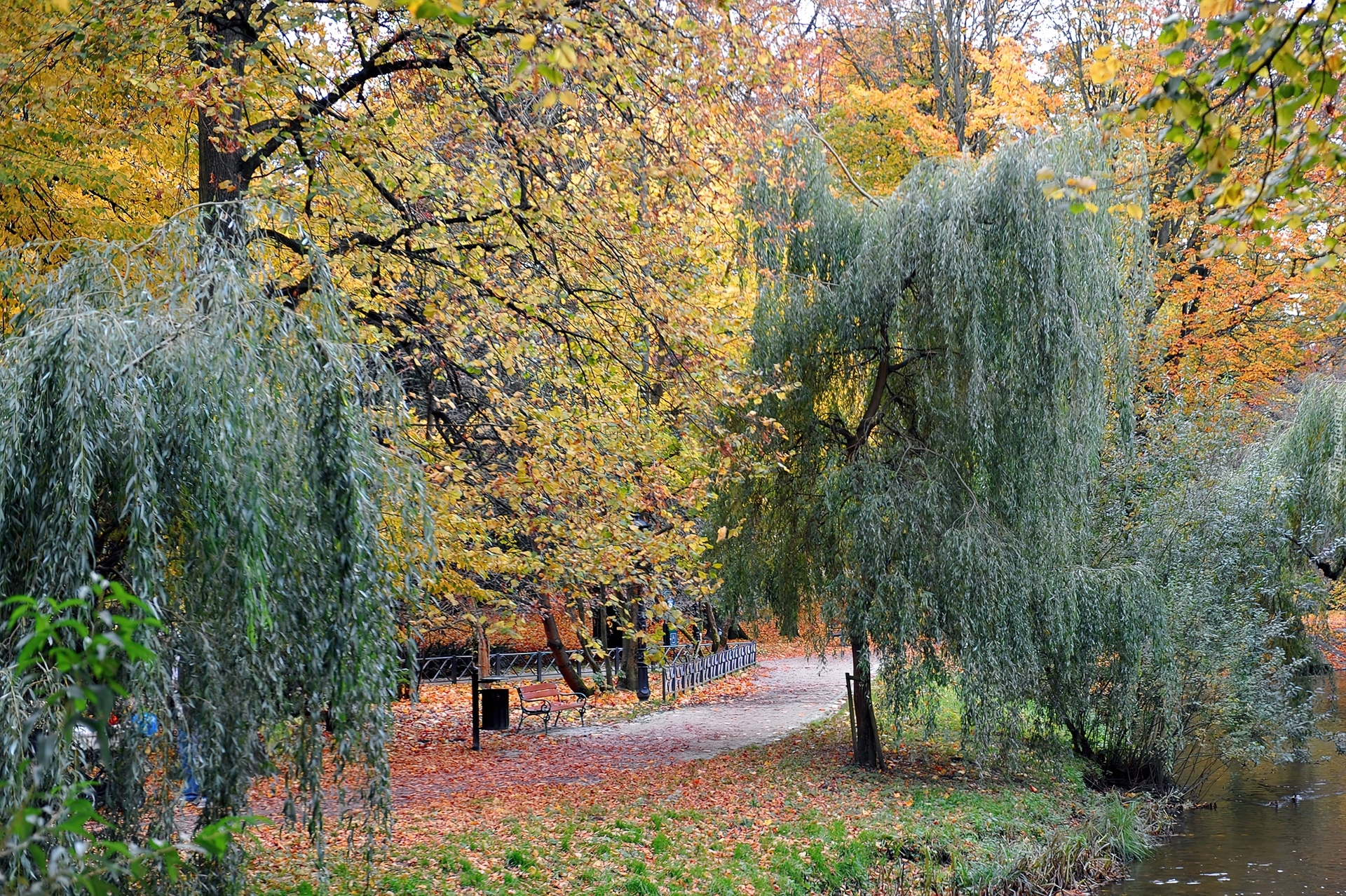 Park, Jesienią, Drzewa