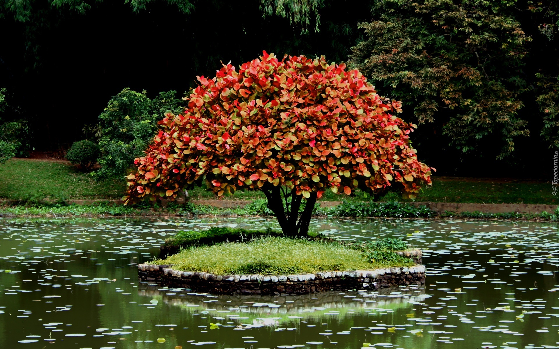 Park, Wysepka, Drzewko Bonsai