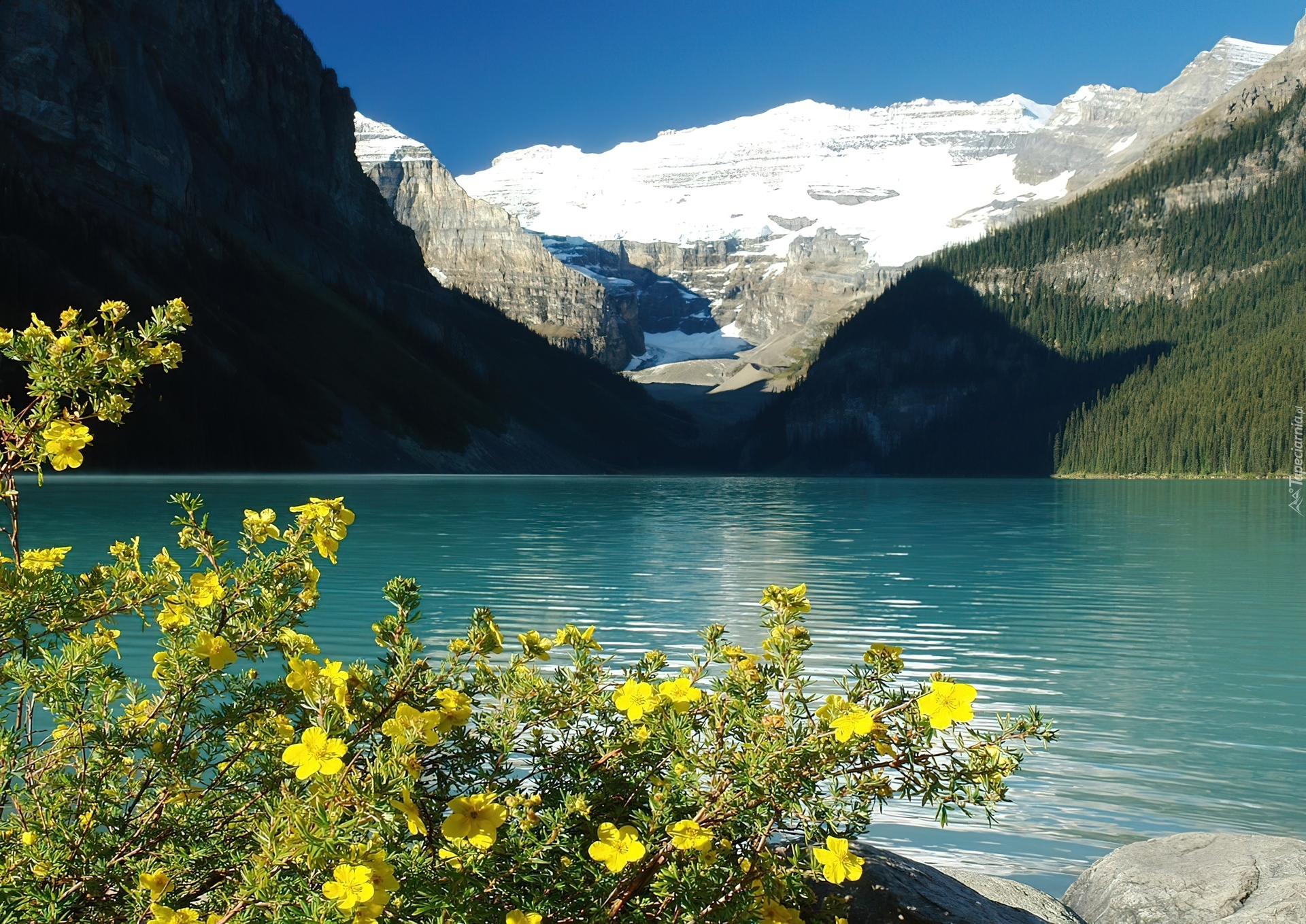 Kanada, Jezioro Louise, Góry, Kwiaty