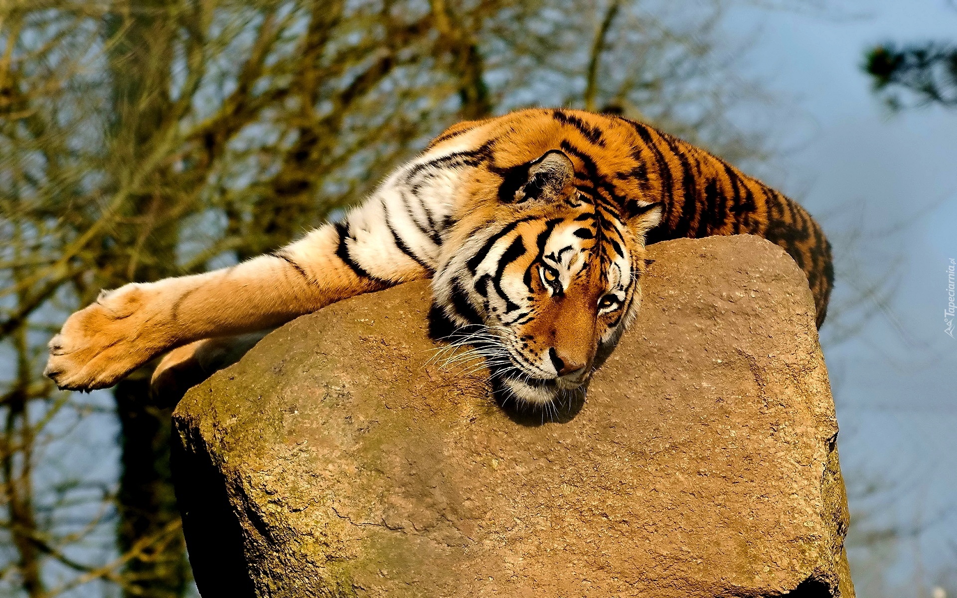 Tygrys, Odpoczynek, Kamień
