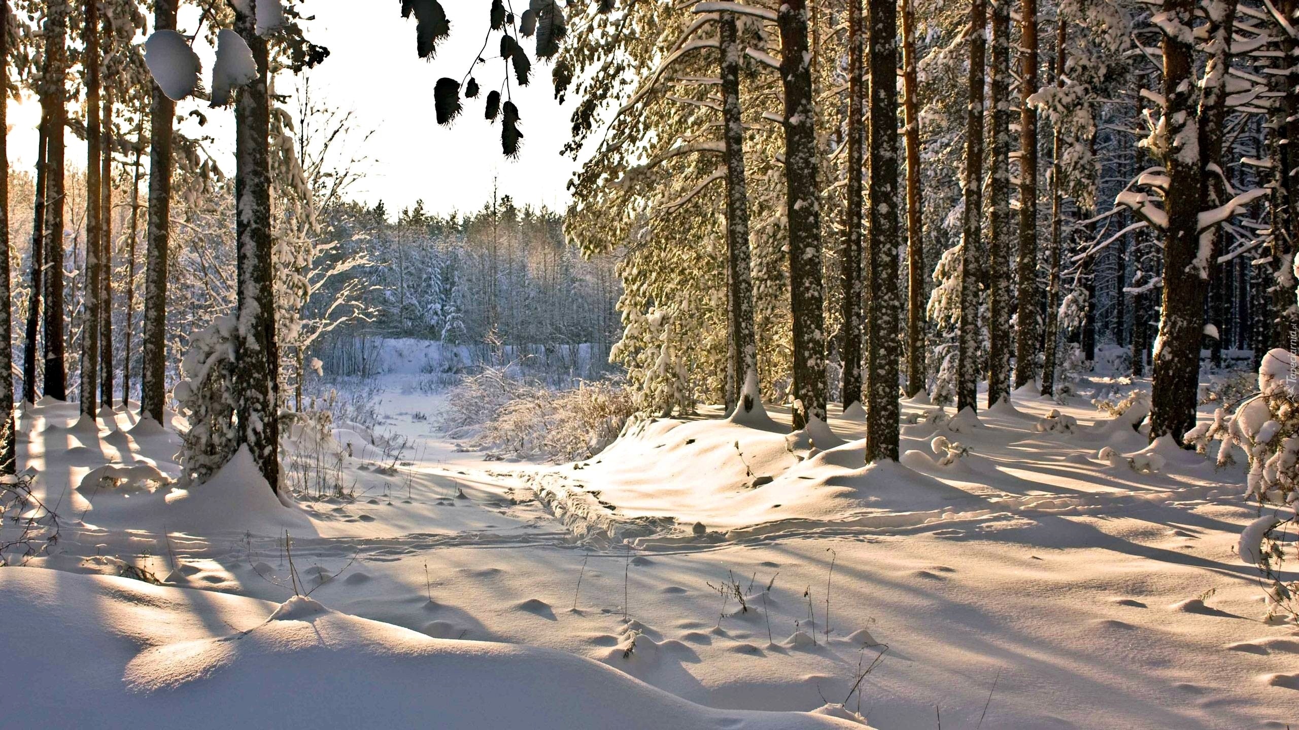 Las, Śnieg, Poranek