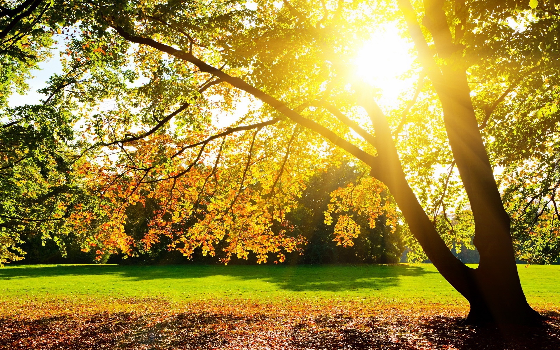 Park, Drzewa, Promienie Słońca